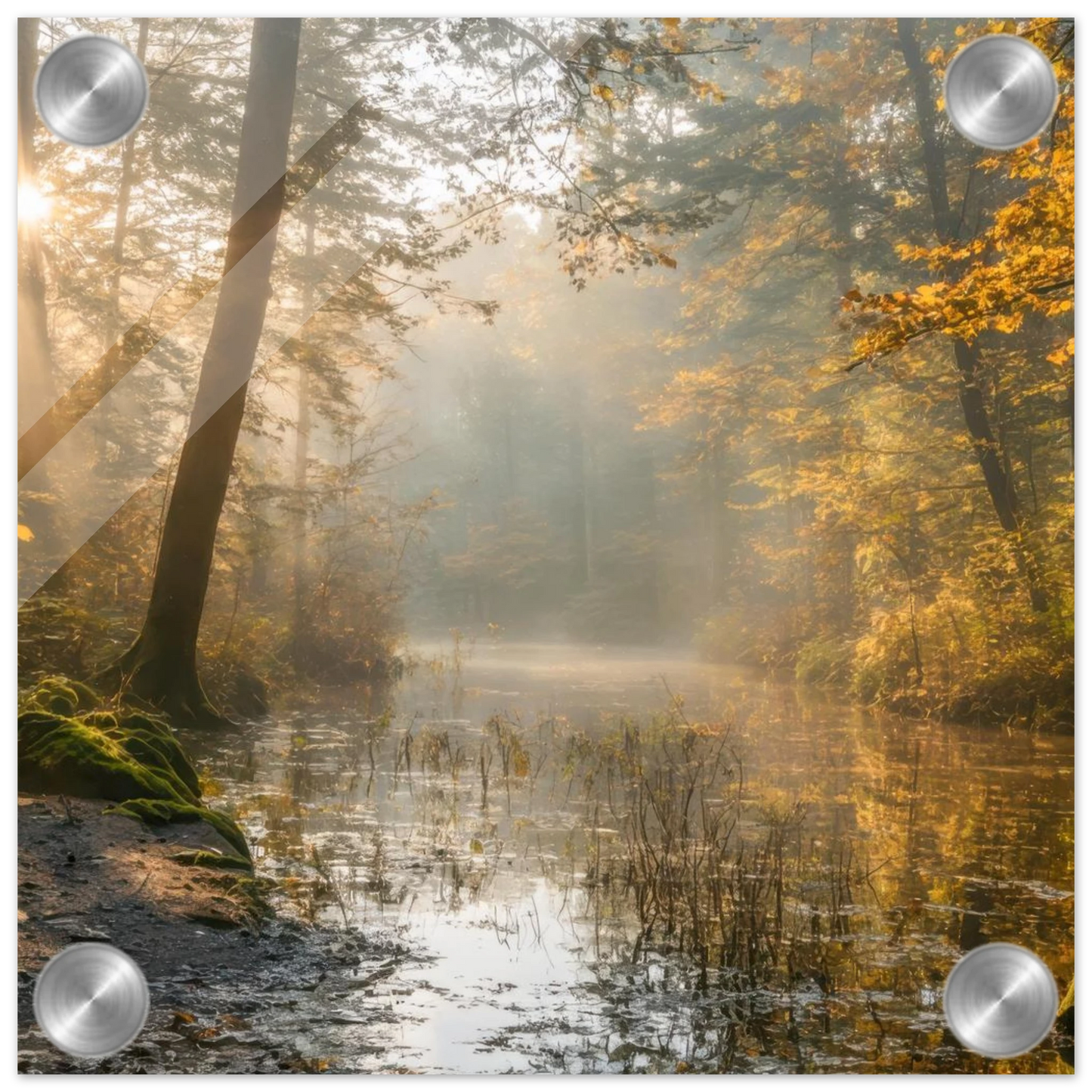 Wandbild Herbstwald morgenlicht wandbild goldenes ambiente in deiner wunschgroesse
