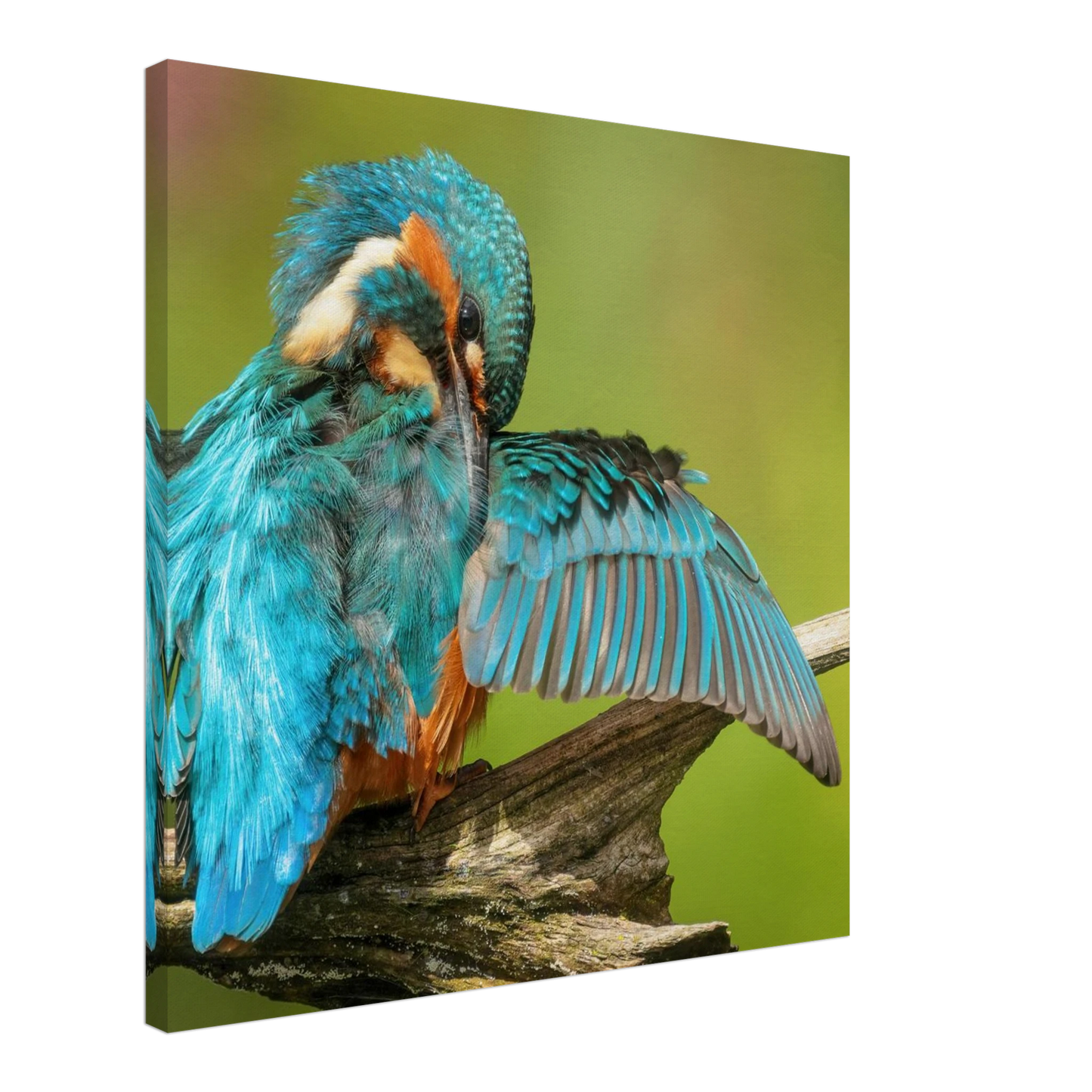 Wandbild eisvogel lebendige farbenpracht der natur auf leinwand