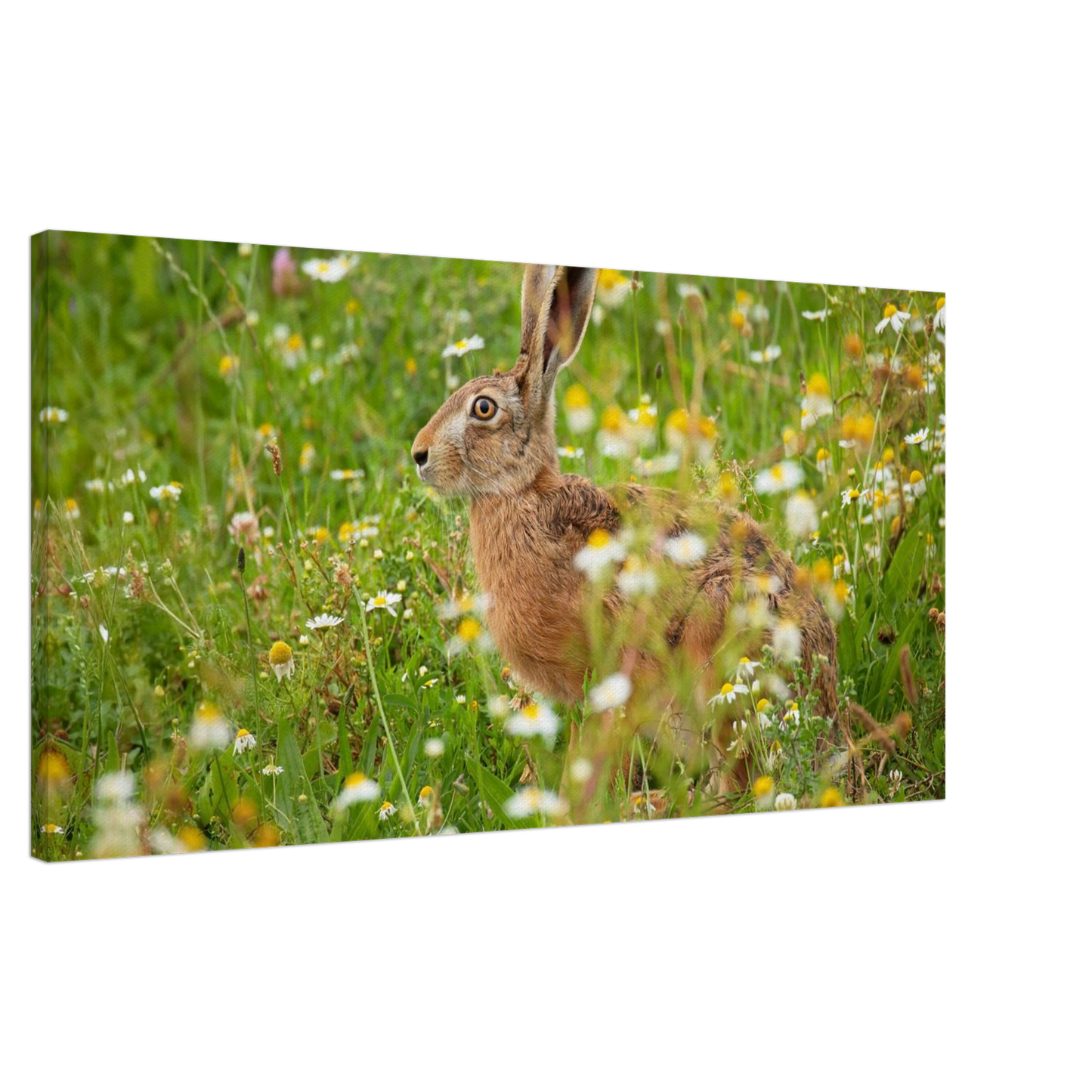 Wandbild Idyllische hasenwiese wandbild waehle dein wunschformat