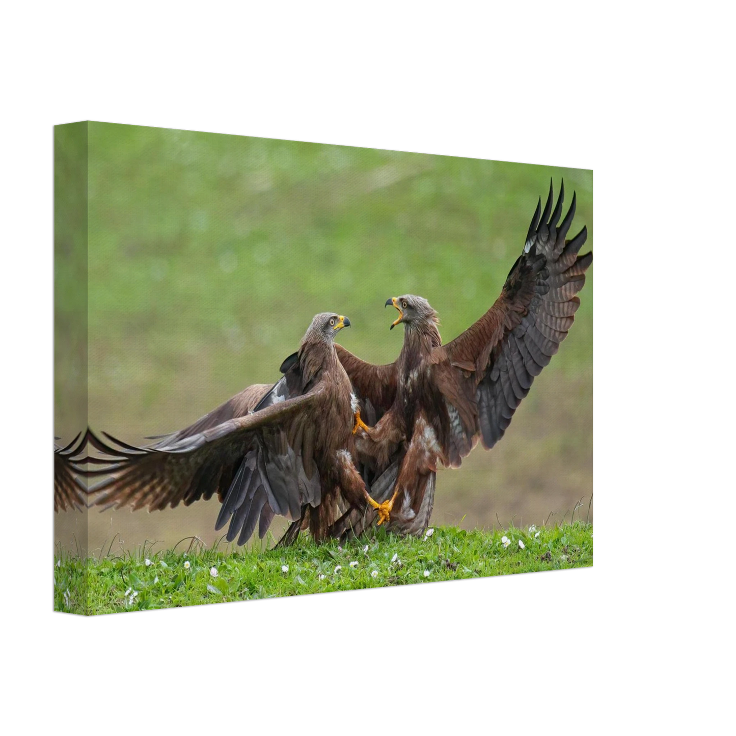 Wandbild kampf der milane dynamisches tierportraet in kraeftigen brauntoenen erhaeltlich in ihrer wunschgroesse