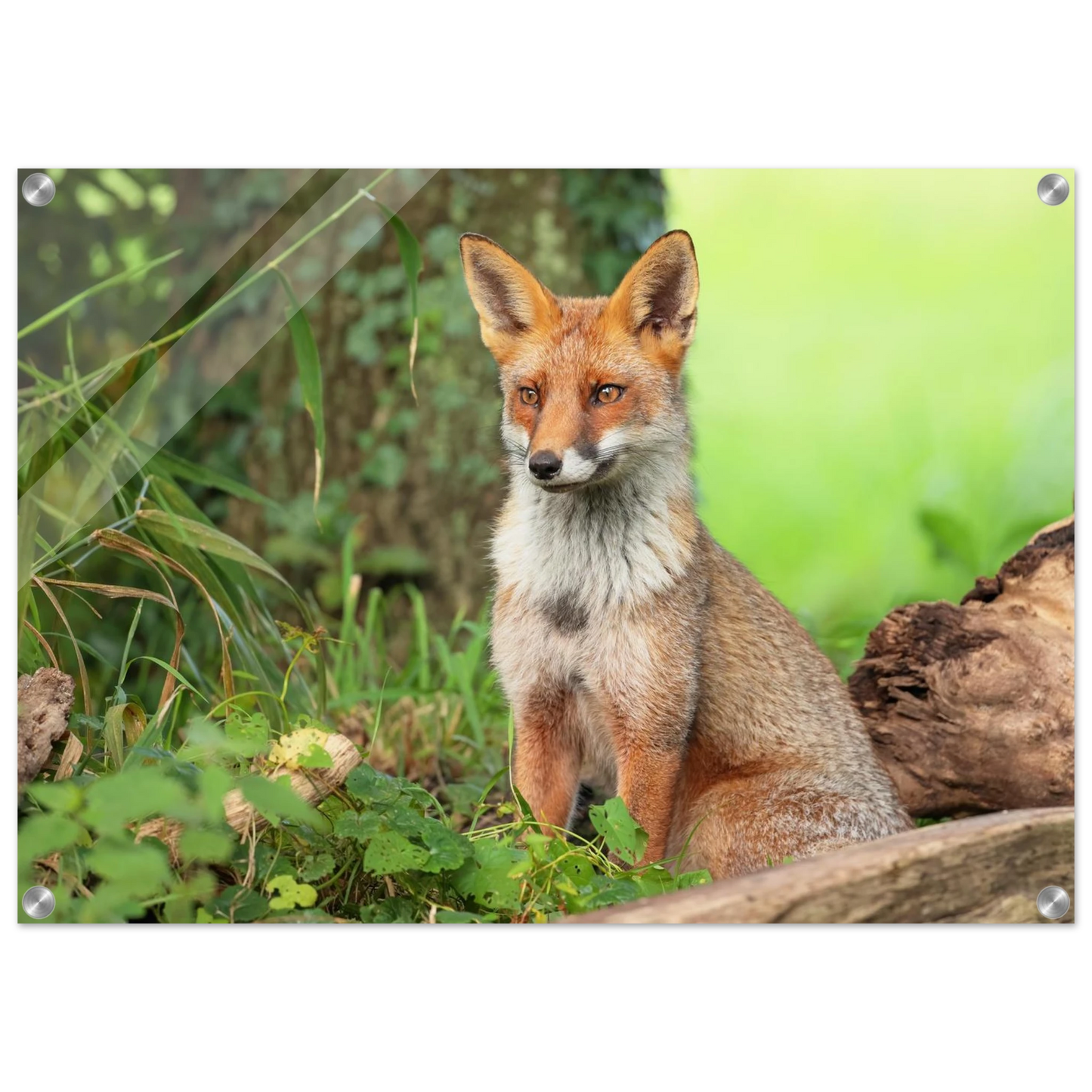 Wandbild majestaetischer rotfuchs ein augenblick der ruhe in der natur erhaeltlich in zahlreichen groessen