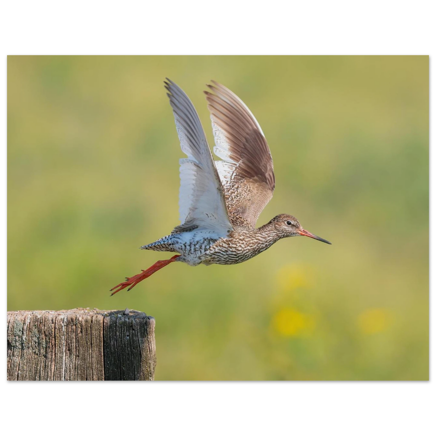 Wandbild der flug des rotschenkels dynamische tierkunst fuer ihr zuhause in vielen groessen erhaeltlich