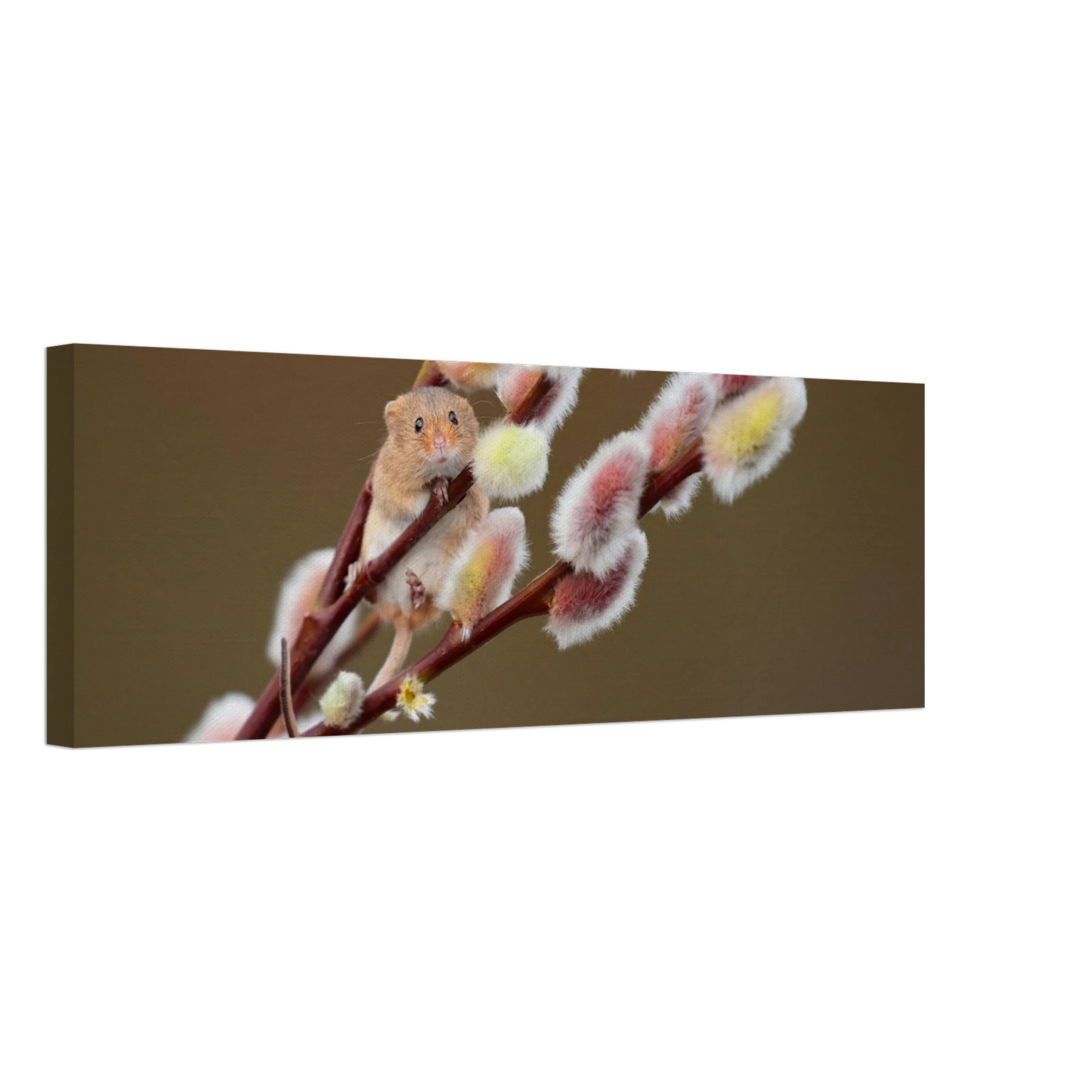 Wandbild niedliche erntemaus an flauschigen weidenkaetzchen ein zauberhafter naturmoment fuer ihre waende
