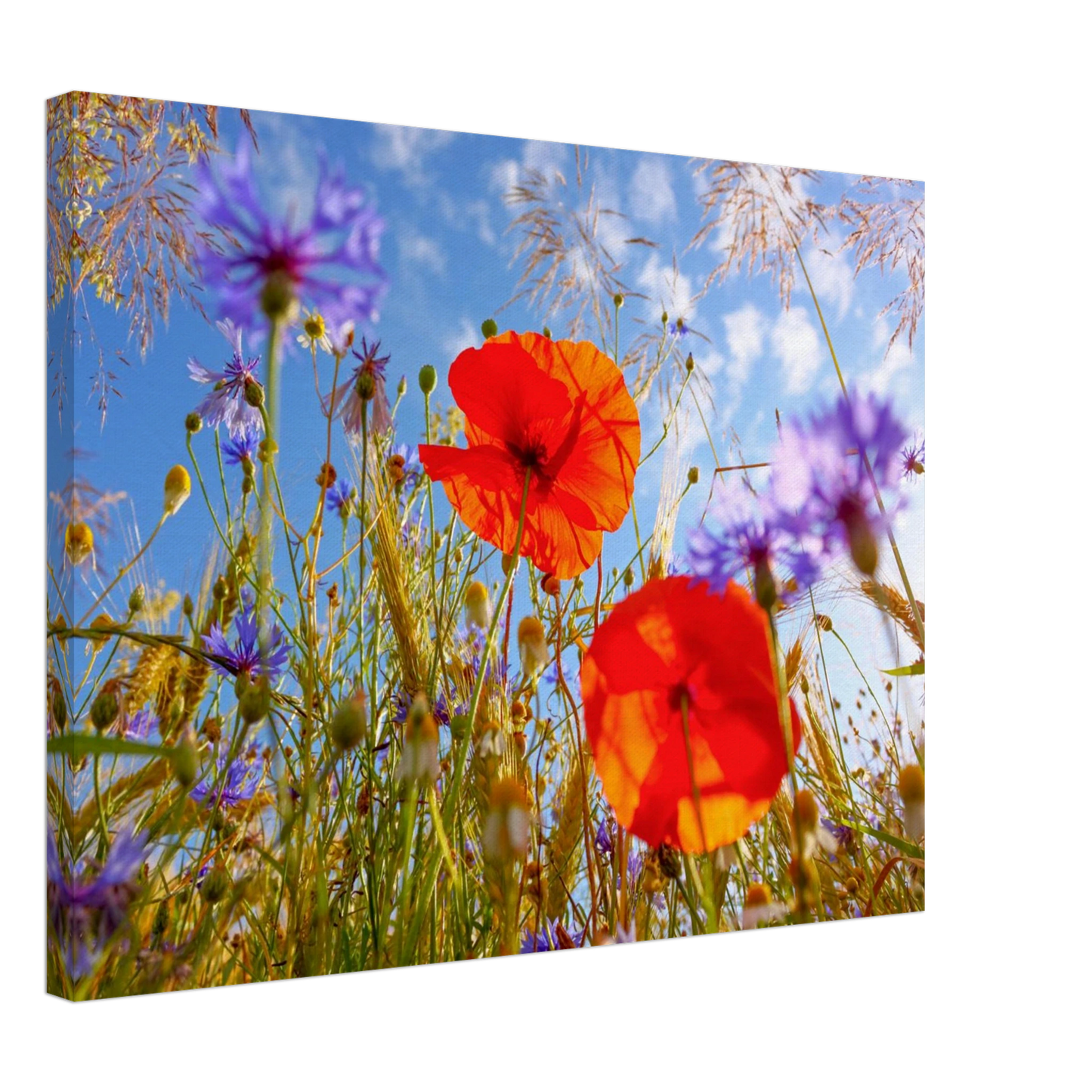 Wandbild lebendige wildblumenwiese mohnblumen kornblumen unter blauem himmel