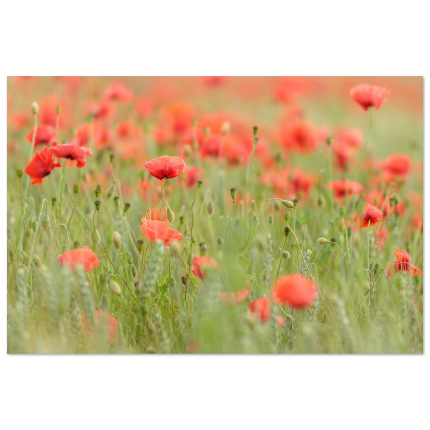 Wandbild vertraeumtes mohnblumenfeld ein stueck sommer fuer ihr zuhause in vielen groessen