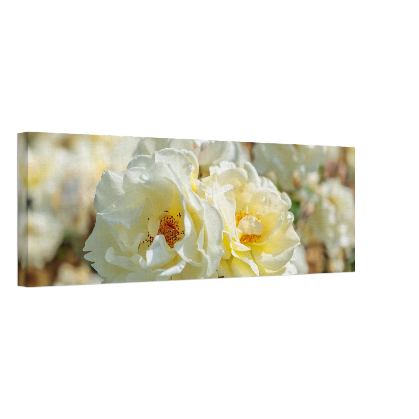 Wandbild creme weisse rosen zeitlose blumen eleganz fuer ihre wand in vielen groessen verfuegbar