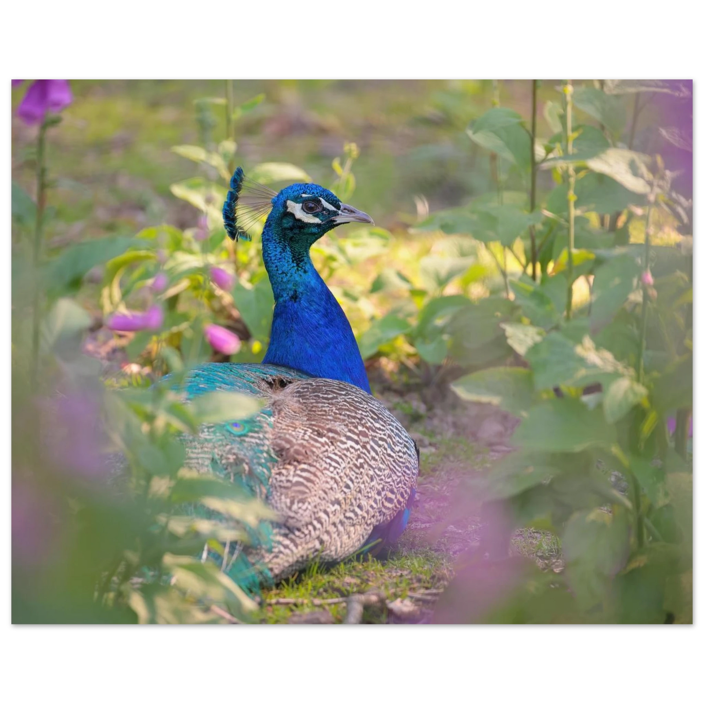 Wandbild majestaetischer pfau lebendige farbenpracht fuer ihre wand in vielen groessen erhaeltlich