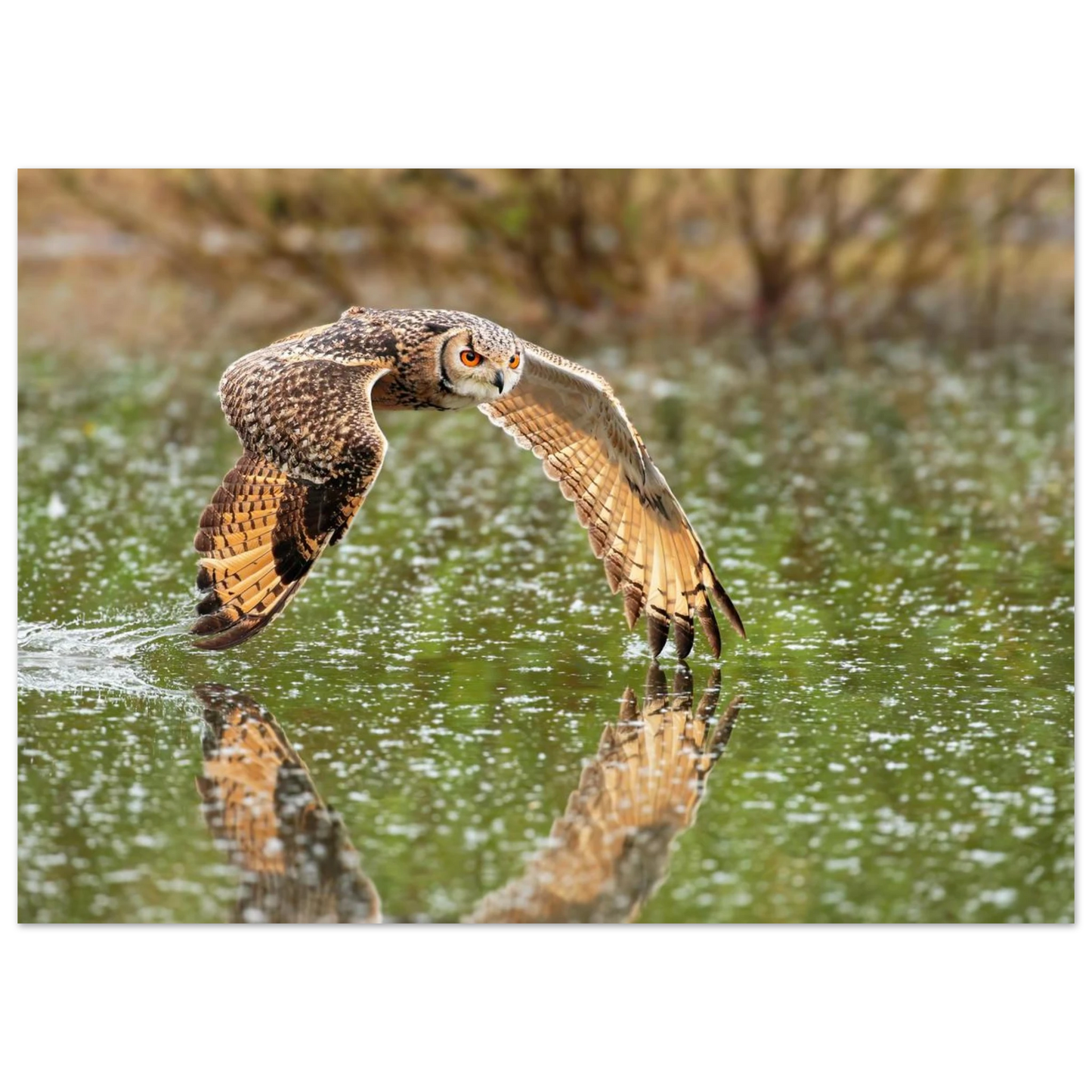 Wandbild majestaetische eule im flug naturfotografie mit lebendigen orangetoenen in ihrer wunschgroesse