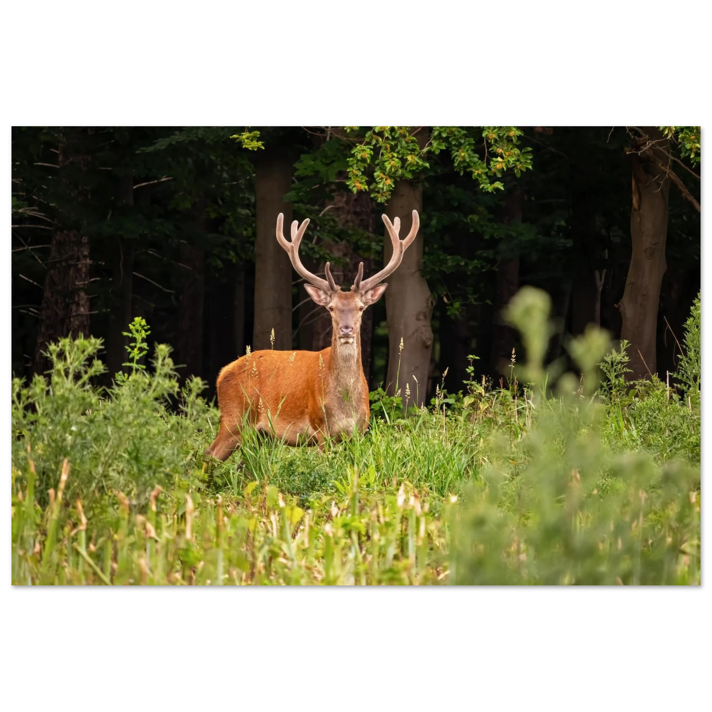 Wandbild majestaetischer hirsch im wald ein wildnis statement fuer ihr zuhause in verschiedenen groessen