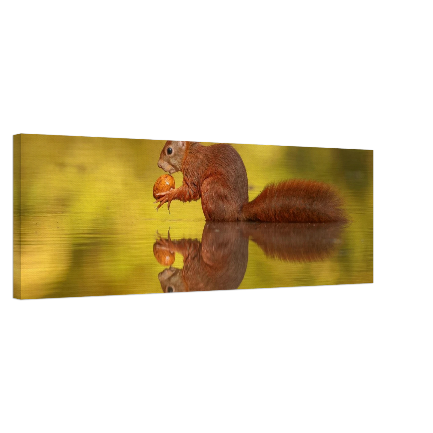 Wandbild eichhoernchen im goldenen herbstlicht lebendige tierfotografie fuer ihre wand