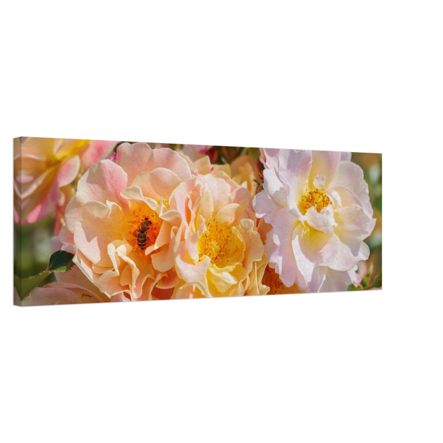 Wandbild bluehende gartenrosen eine honigbienen ode in pastell perfektion in vielen groessen verfuegbar