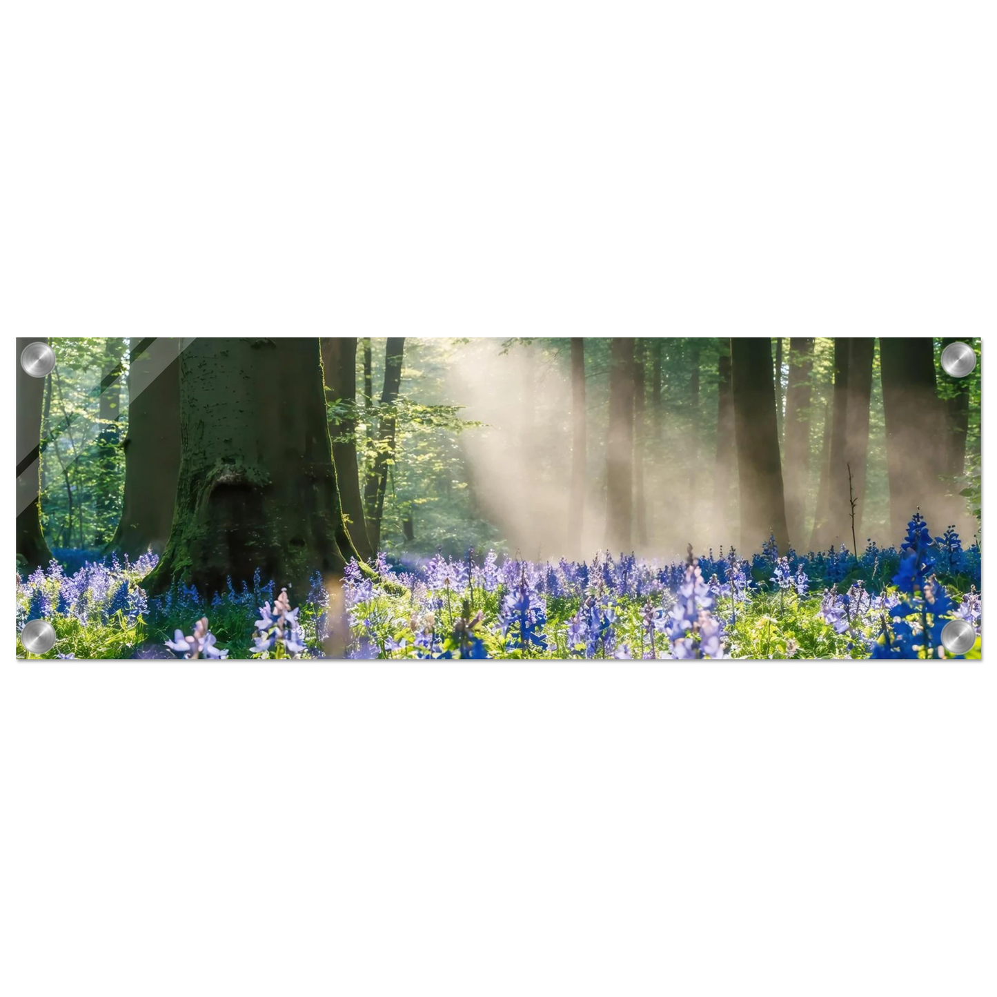 Wandbild mystische waldlichtung mit blauen glockenblumen sonnenverwoehntes naturbild in verschiedenen groessen