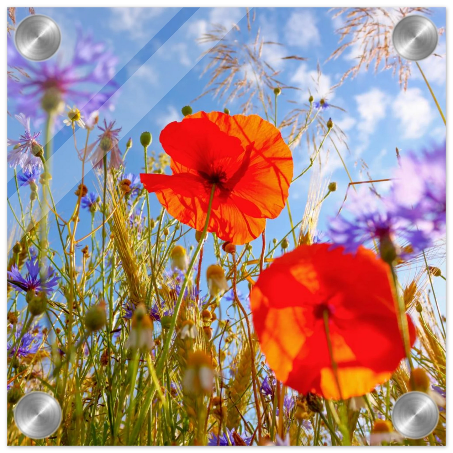 Wandbild lebendige wildblumenwiese mohnblumen kornblumen unter blauem himmel