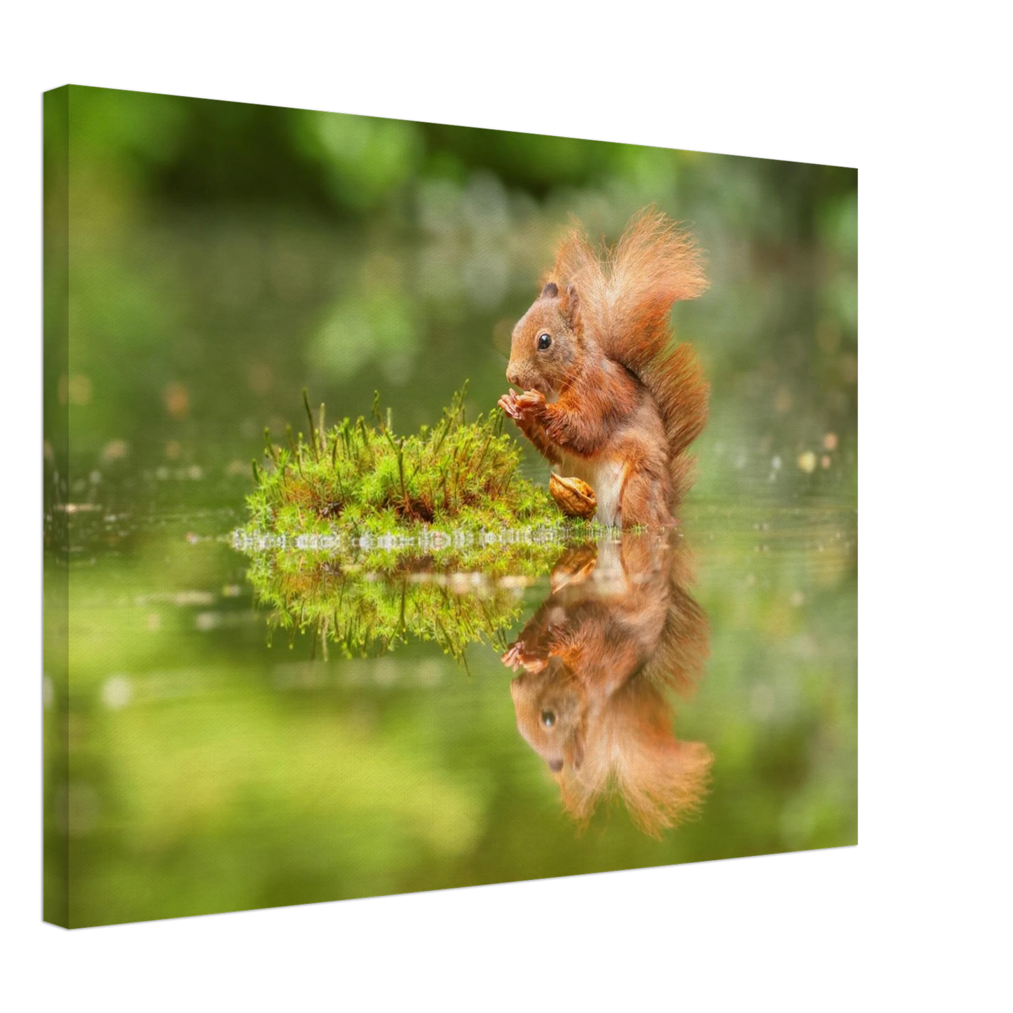 Wandbild bezauberndes eichhoernchen mit nuss ein spiegelbild der natur
