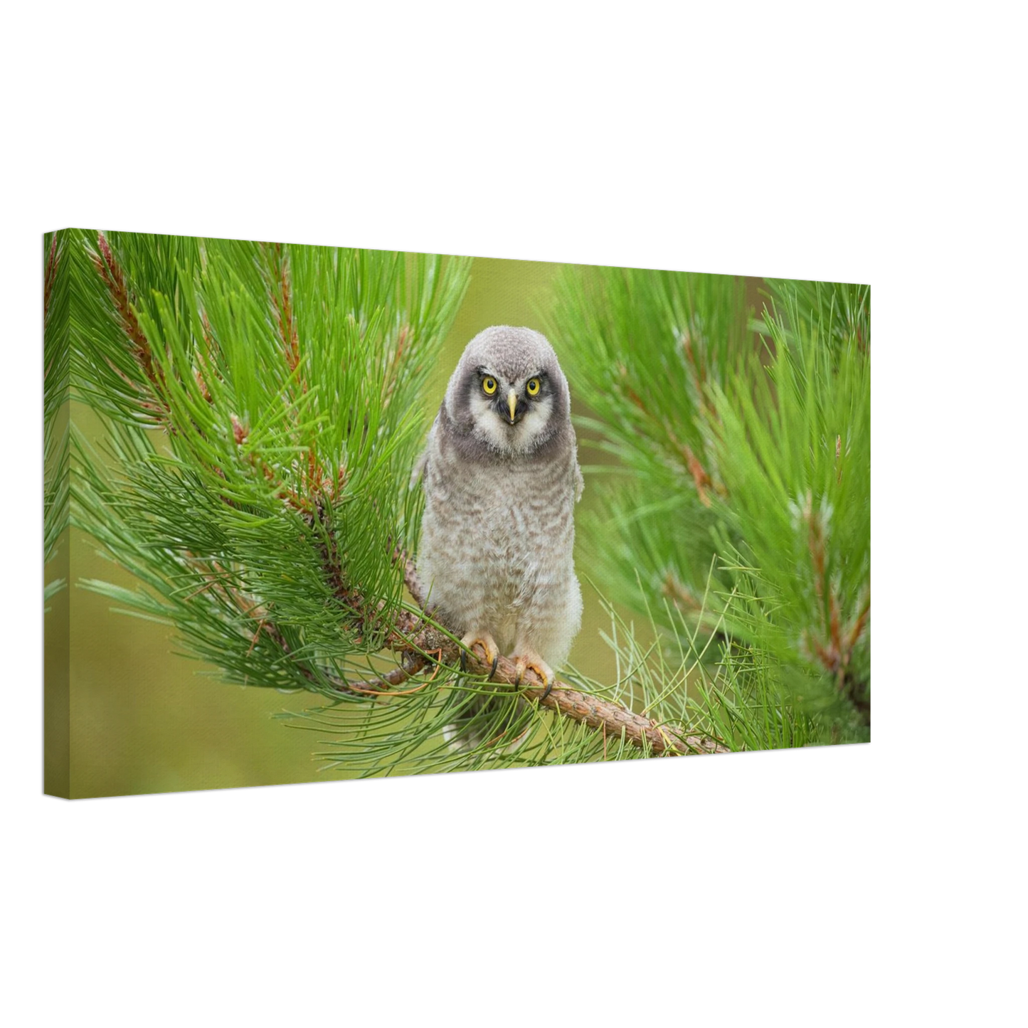 Wandbild bezaubernde eule auf kiefernzweig ruhiges naturmotiv fuer ihr zuhause