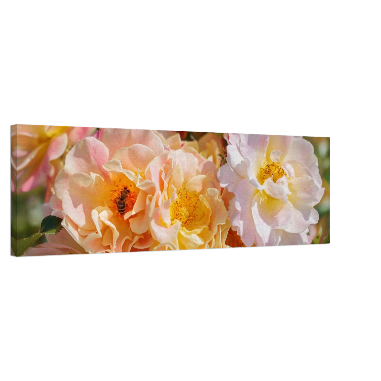 Wandbild bluehende gartenrosen eine honigbienen ode in pastell perfektion in vielen groessen verfuegbar