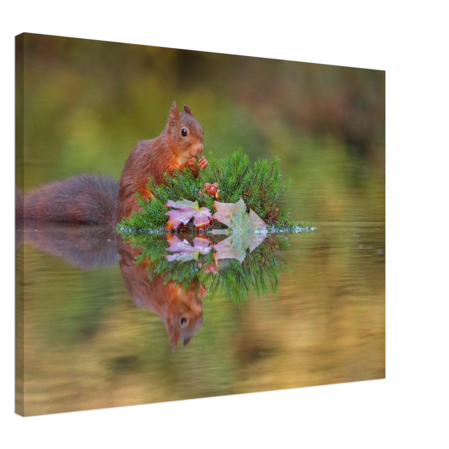 Wandbild bezauberndes eichhoernchen im herbstwald lebendige wildtierkunst fuer ihr zuhause in vielen groessen
