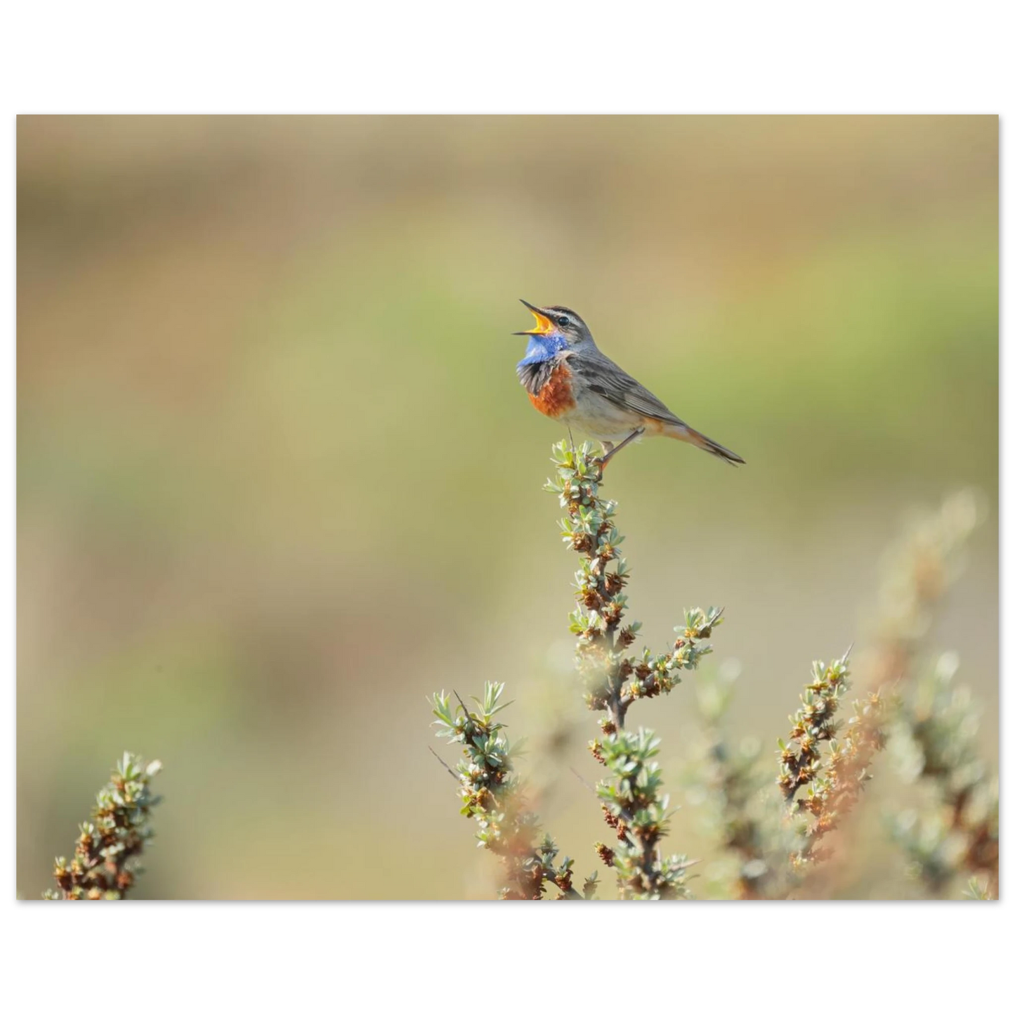 Wandbild der ruf der wildnis ein lebhaftes vogelportraet