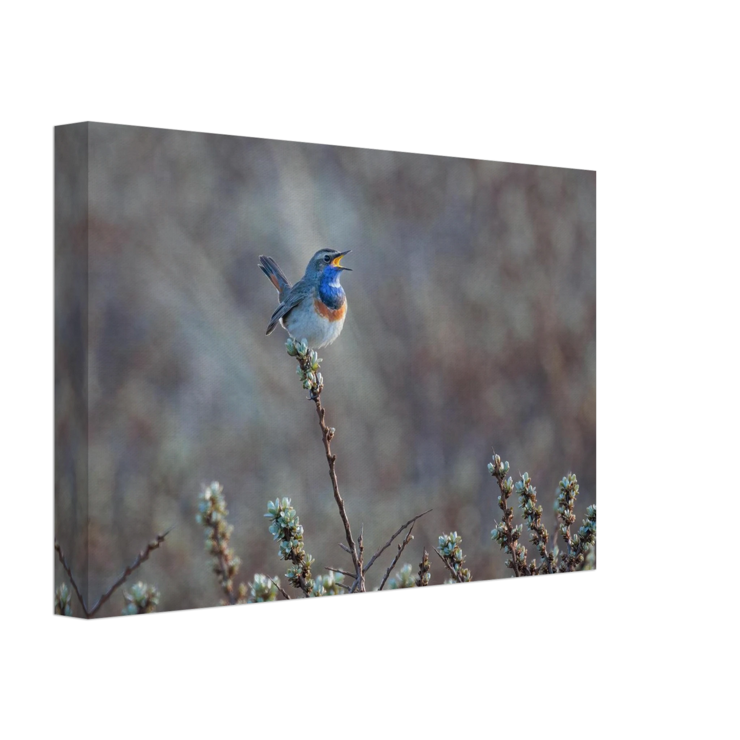 Wandbild blaukohlkehlchen im gesang naturkunst in lebendigen farben in ihrer wunschgroesse