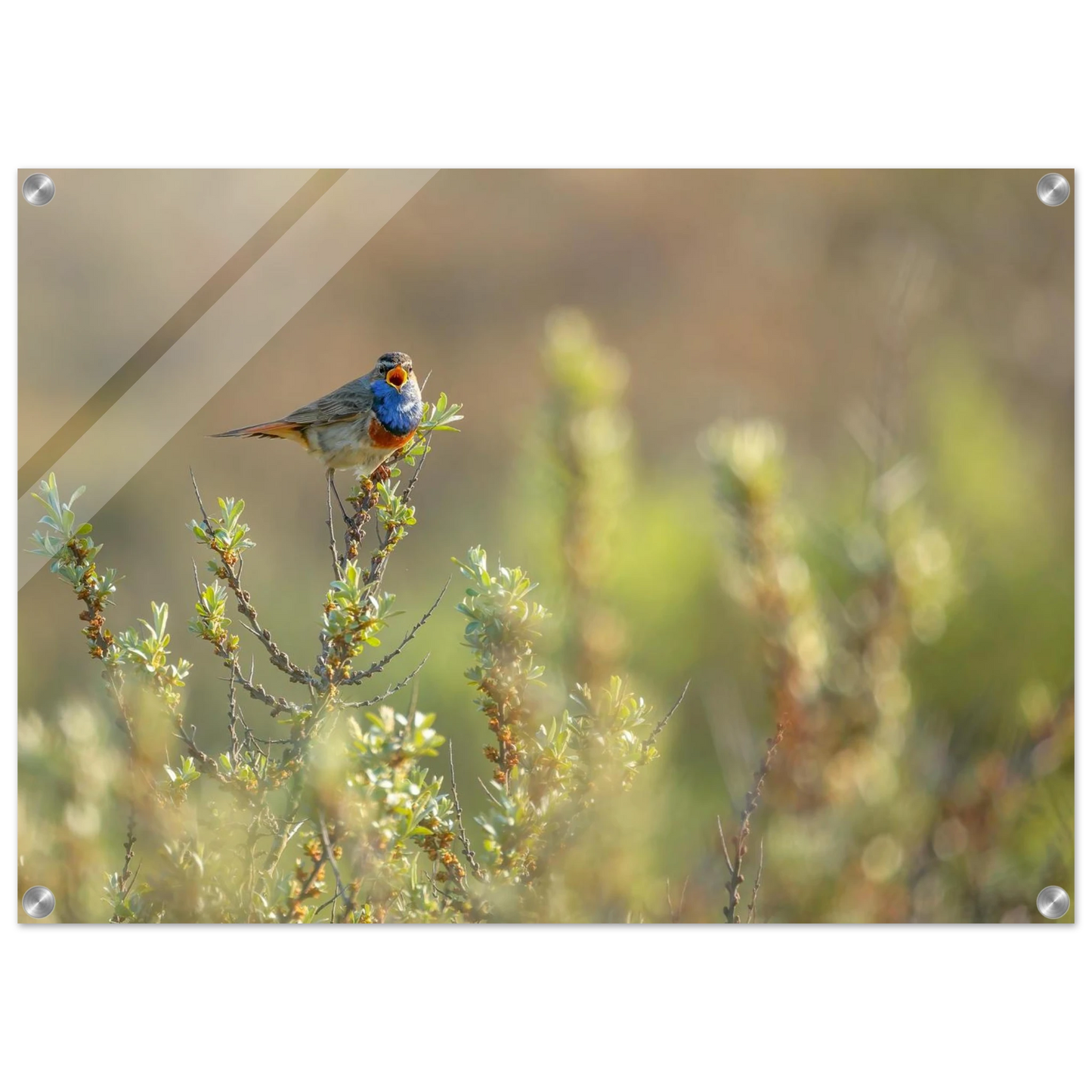 Wandbild blaukehlchen ein meisterwerk der natur auf leinwand in verschiedenen groessen erhaeltlich