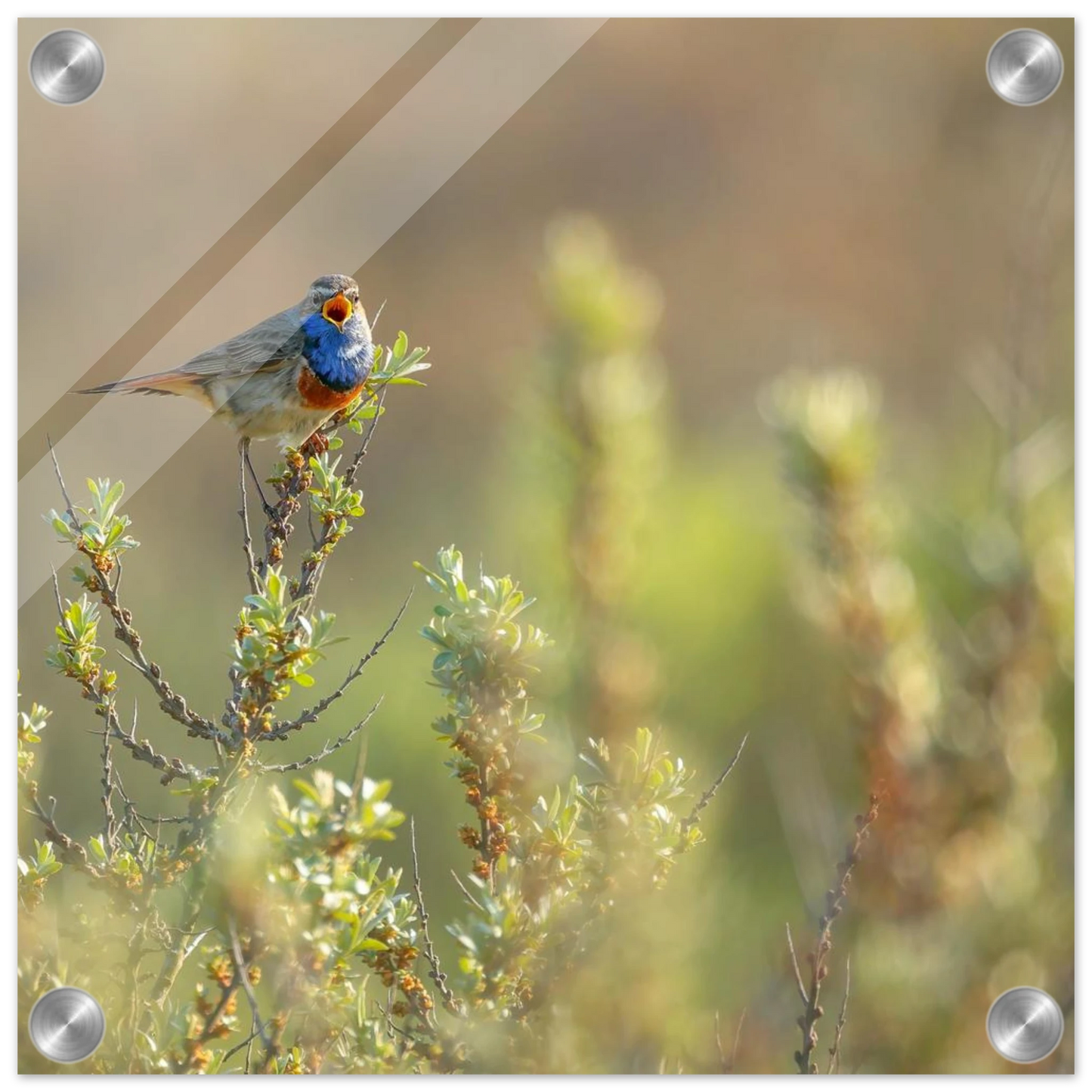 Wandbild blaukehlchen ein meisterwerk der natur auf leinwand in verschiedenen groessen erhaeltlich