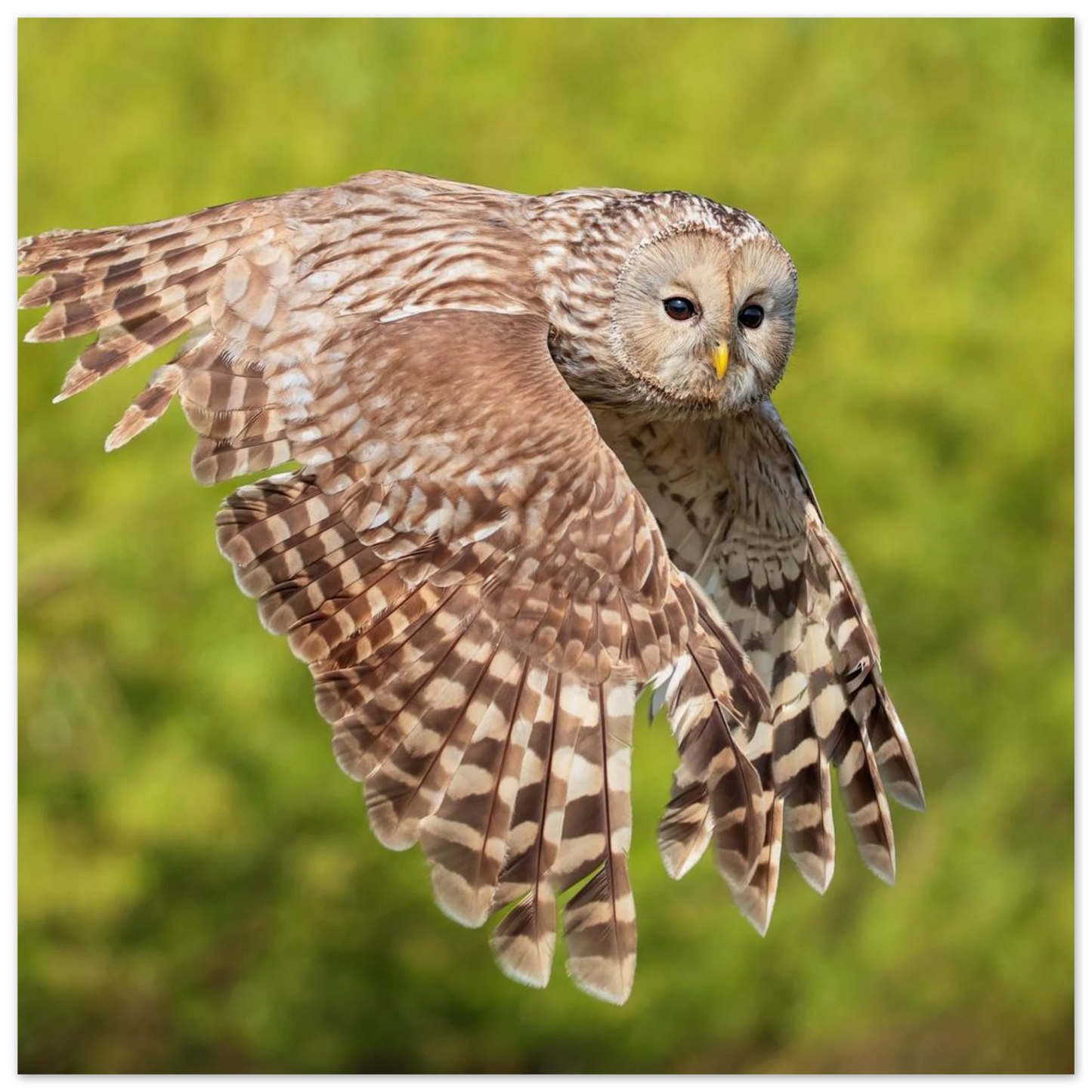 Wandbild majestaetische eule im flug naturfotografie fuer ihr zuhause