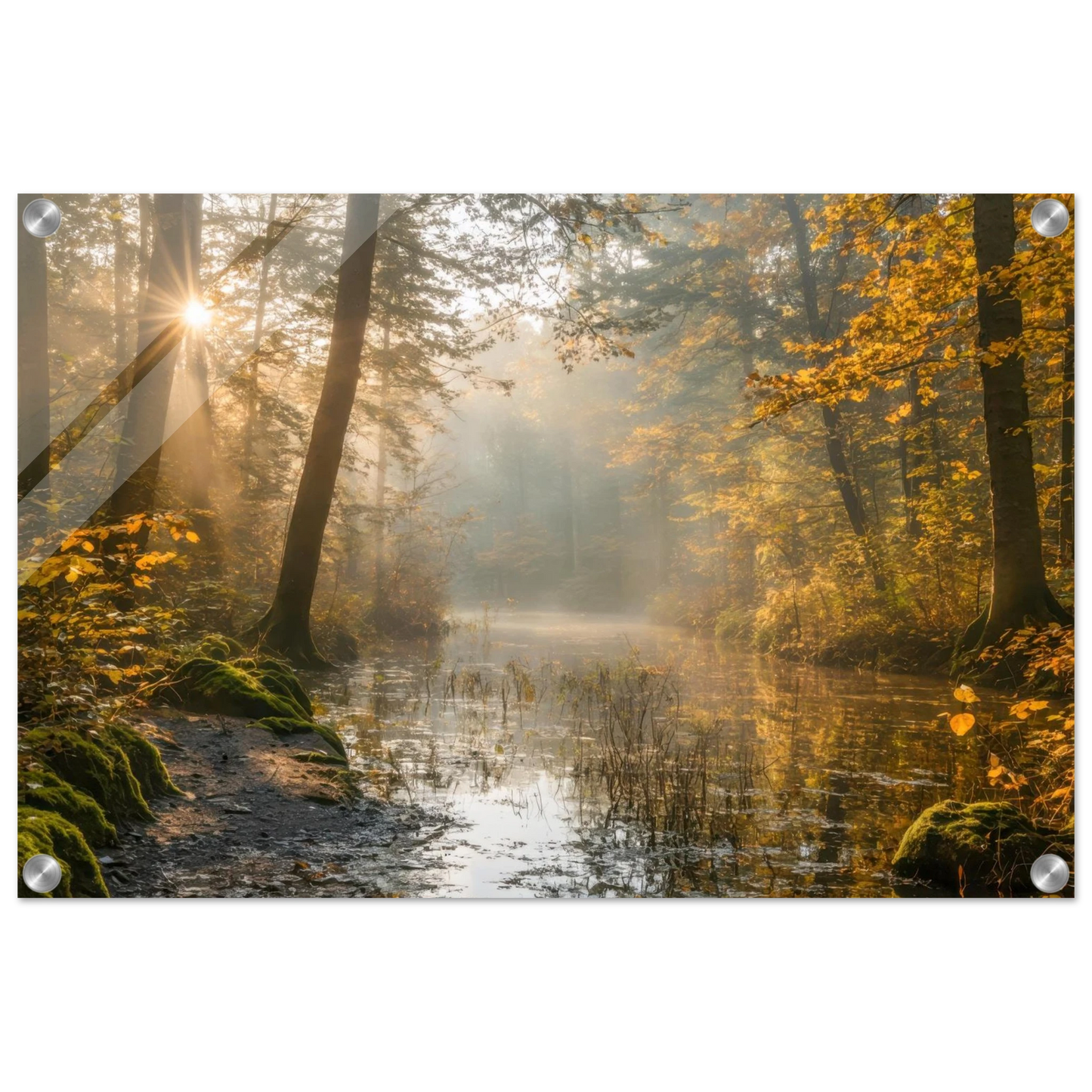 Wandbild Herbstwald morgenlicht wandbild goldenes ambiente in deiner wunschgroesse