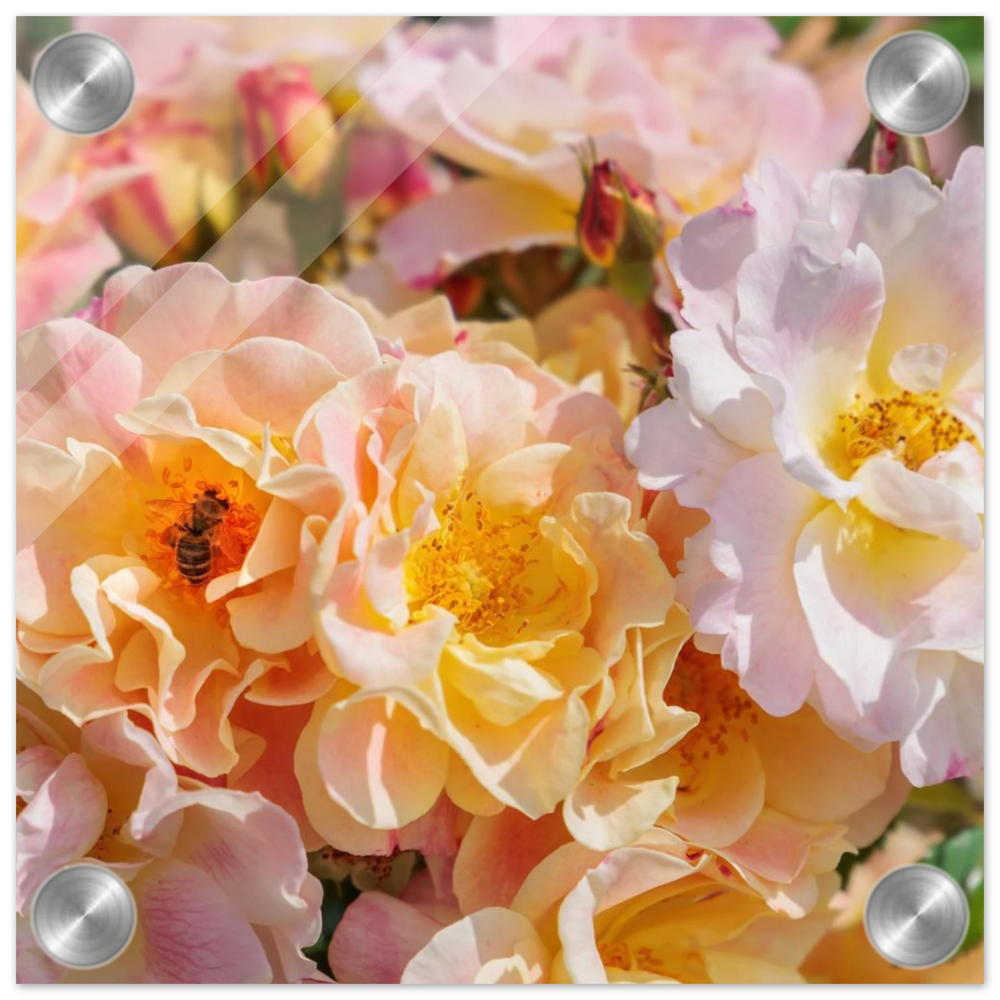 Wandbild bluehende gartenrosen eine honigbienen ode in pastell perfektion in vielen groessen verfuegbar