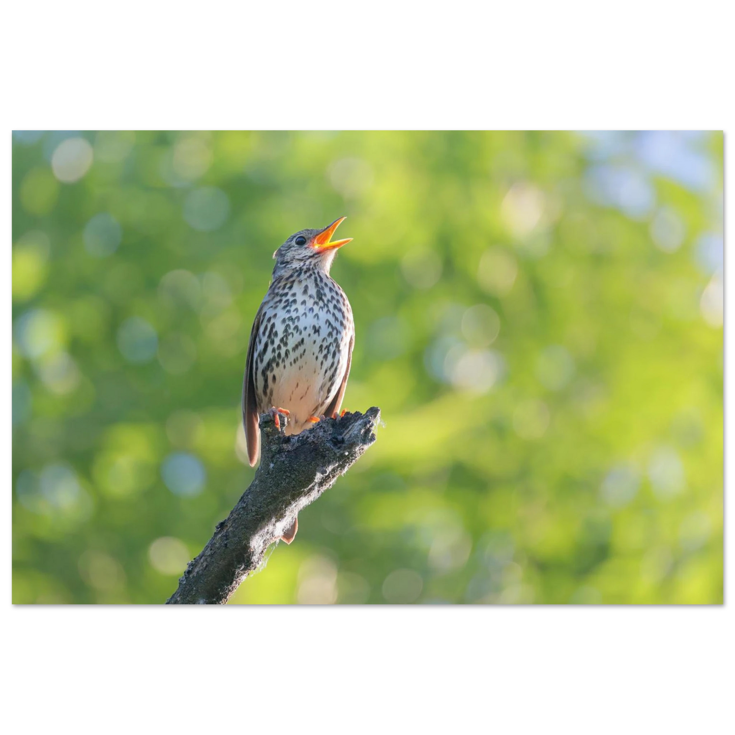 Wandbild bezaubernder singvogel in gruen ein naturportraet fuer ihr zuhause in vielen groessen