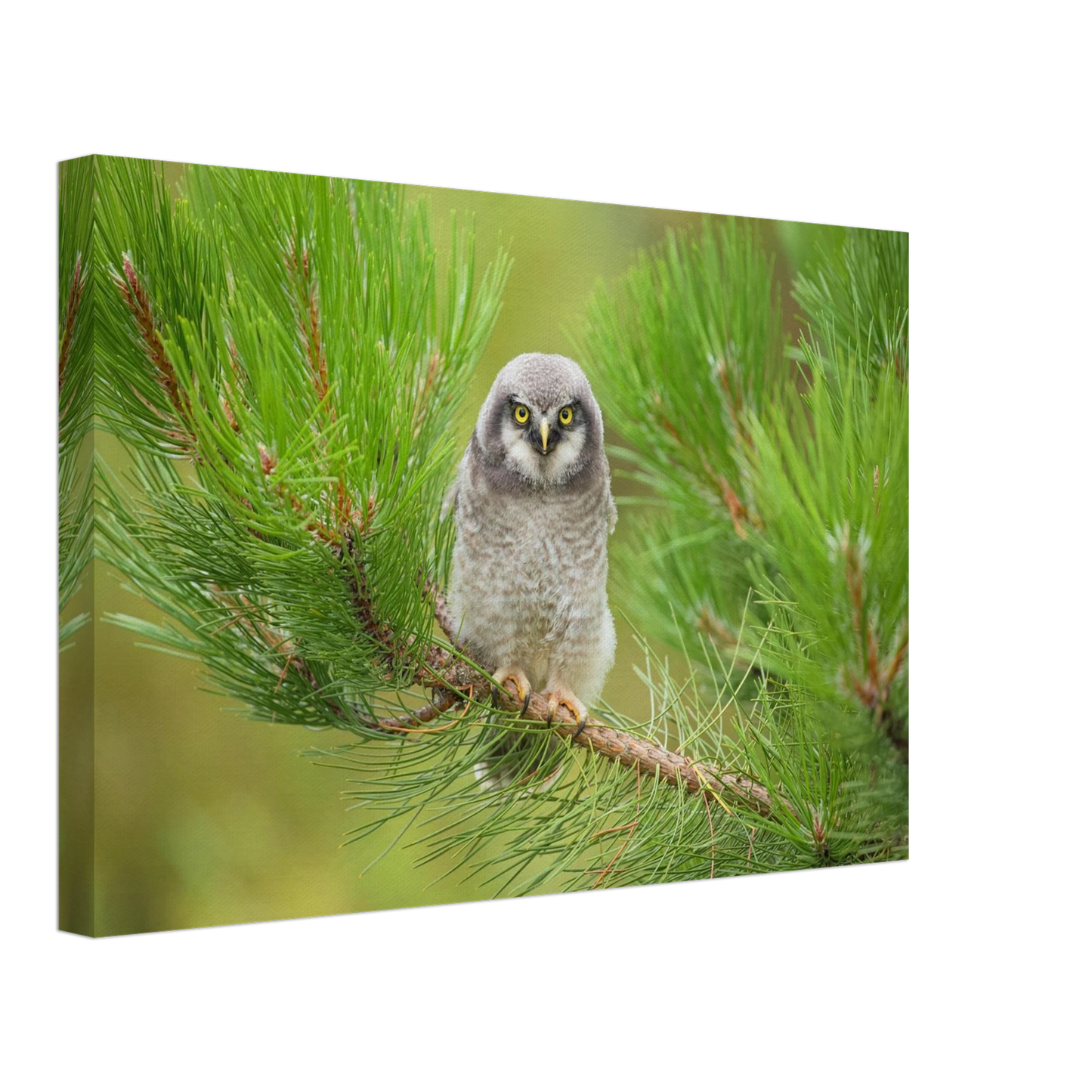 Wandbild bezaubernde eule auf kiefernzweig ruhiges naturmotiv fuer ihr zuhause