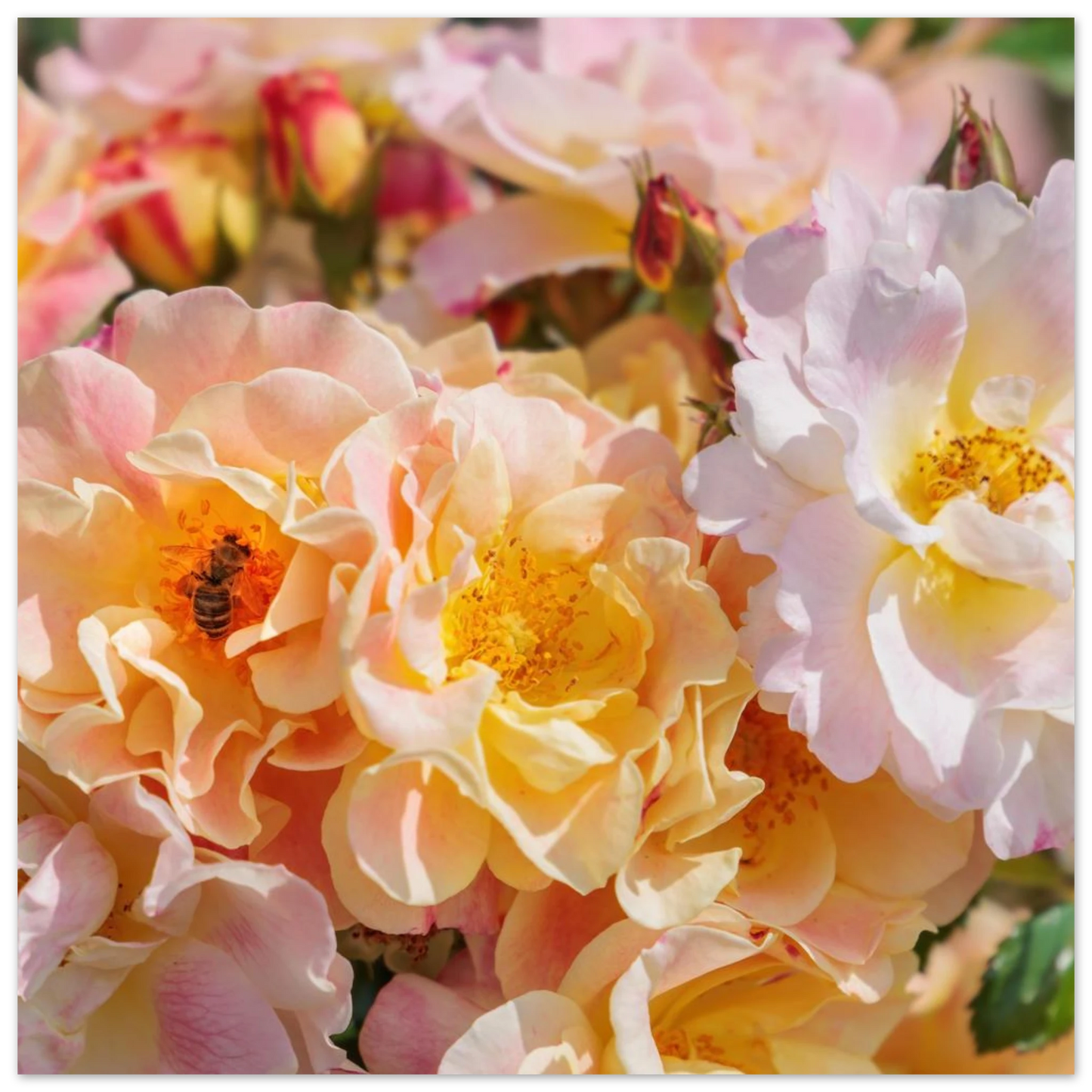 Wandbild bluehende gartenrosen eine honigbienen ode in pastell perfektion in vielen groessen verfuegbar