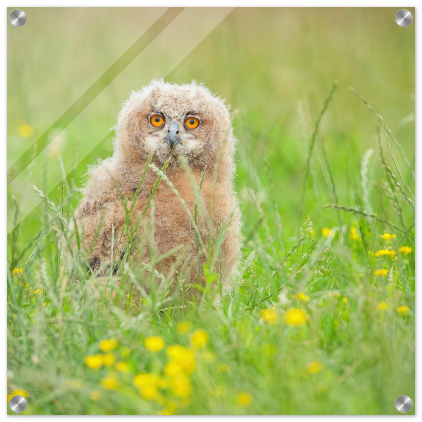Wandbild junges eulenkueken im gras ein bezaubernder anblick fuer ihr zuhause in vielen groessen