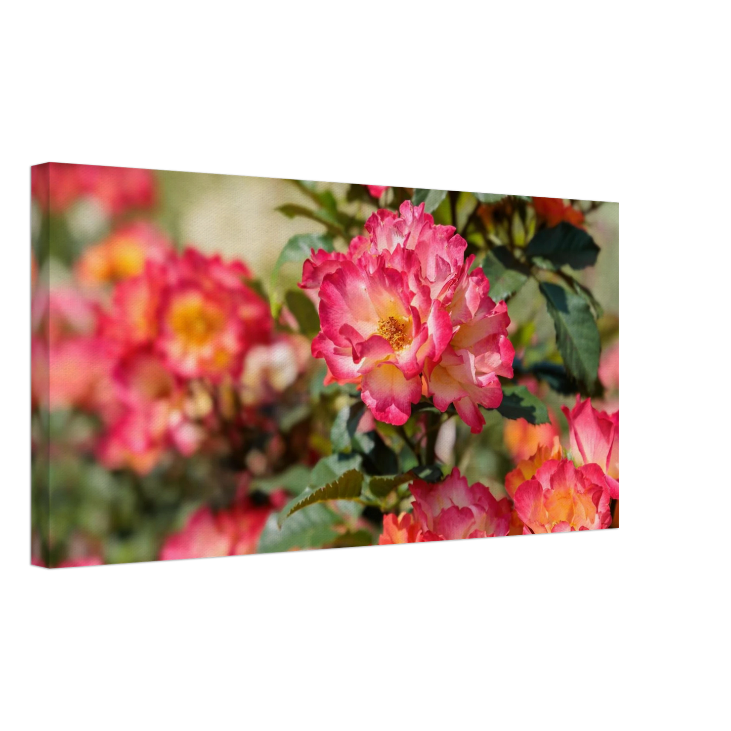 Wandbild himmlische rosenpracht lebendige farbexplosion in ihrem zuhause verfuegbar in vielen groessen