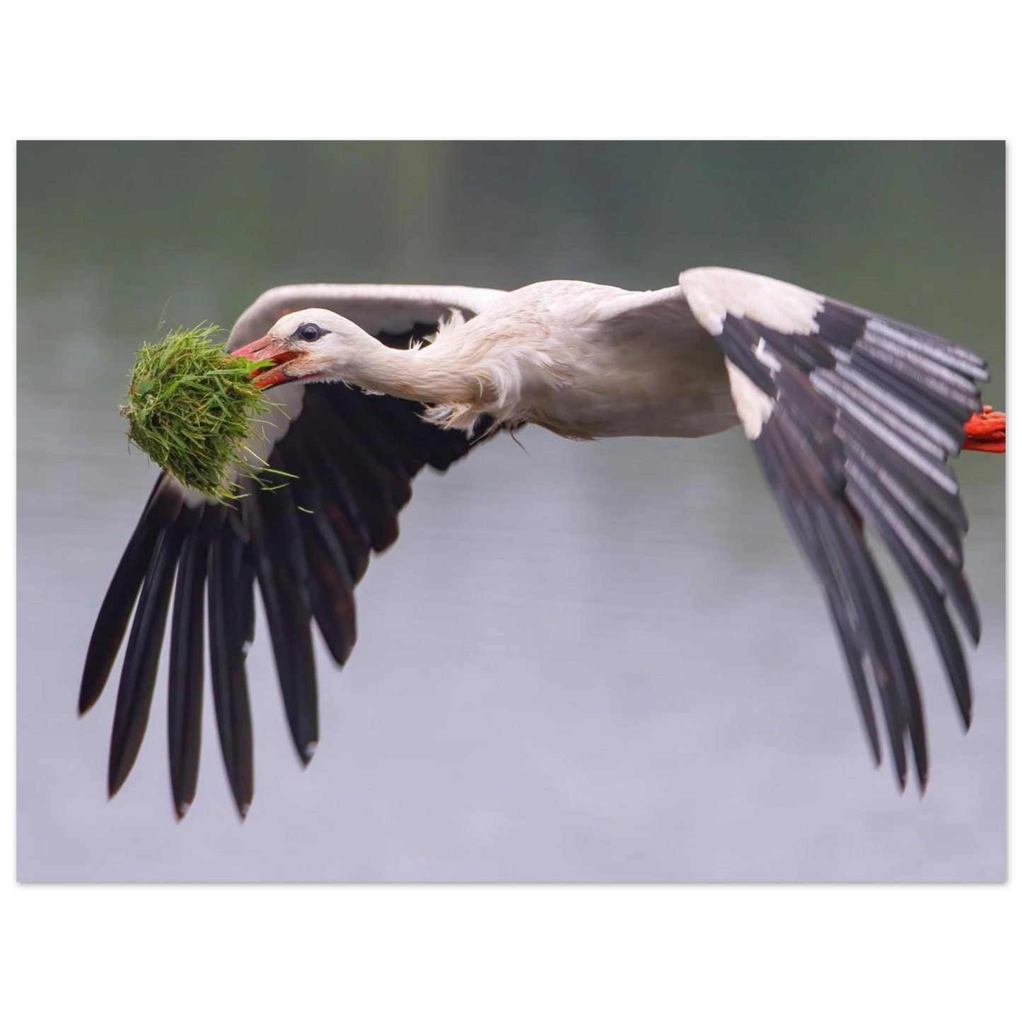 Wandbild nestbauender weissstorch im flug lebendige naturfotografie fuer ihr zuhause