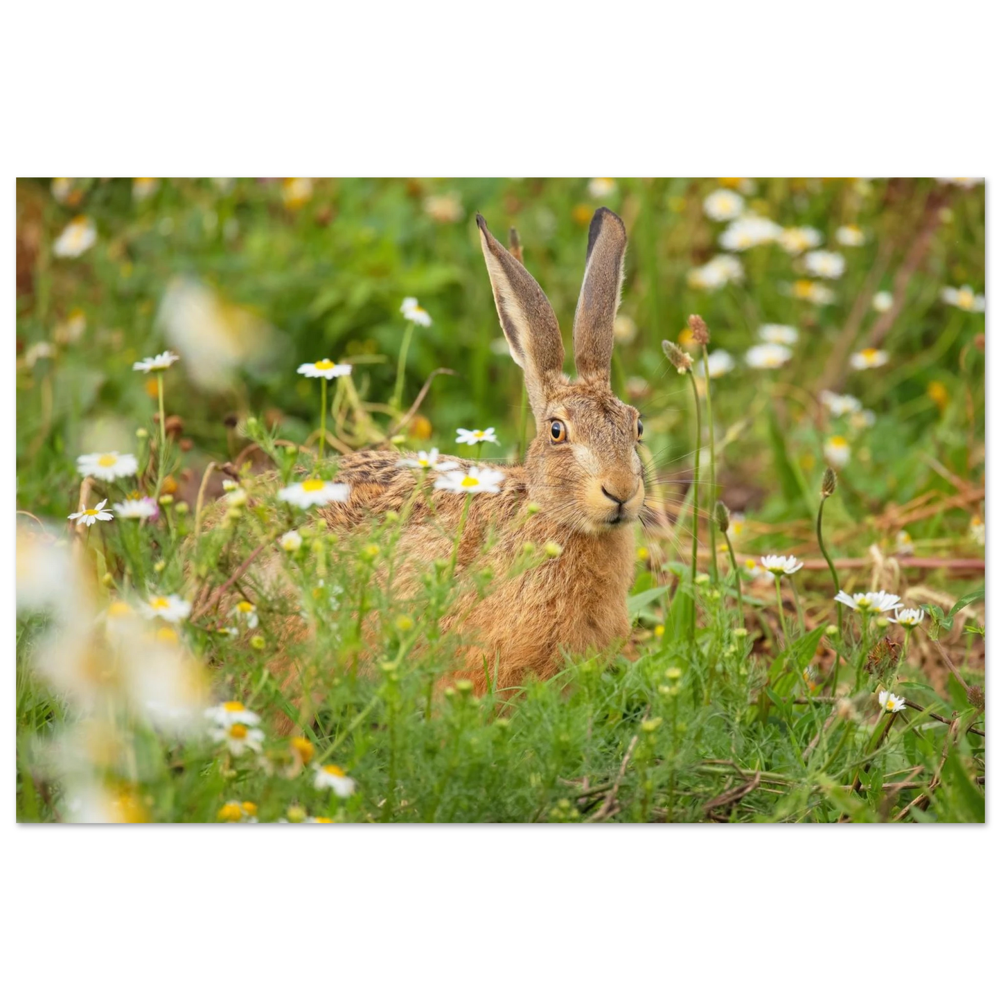 Wandbild feldhase im blumenfeld beruhigende natur tier kunst in vielen groessen