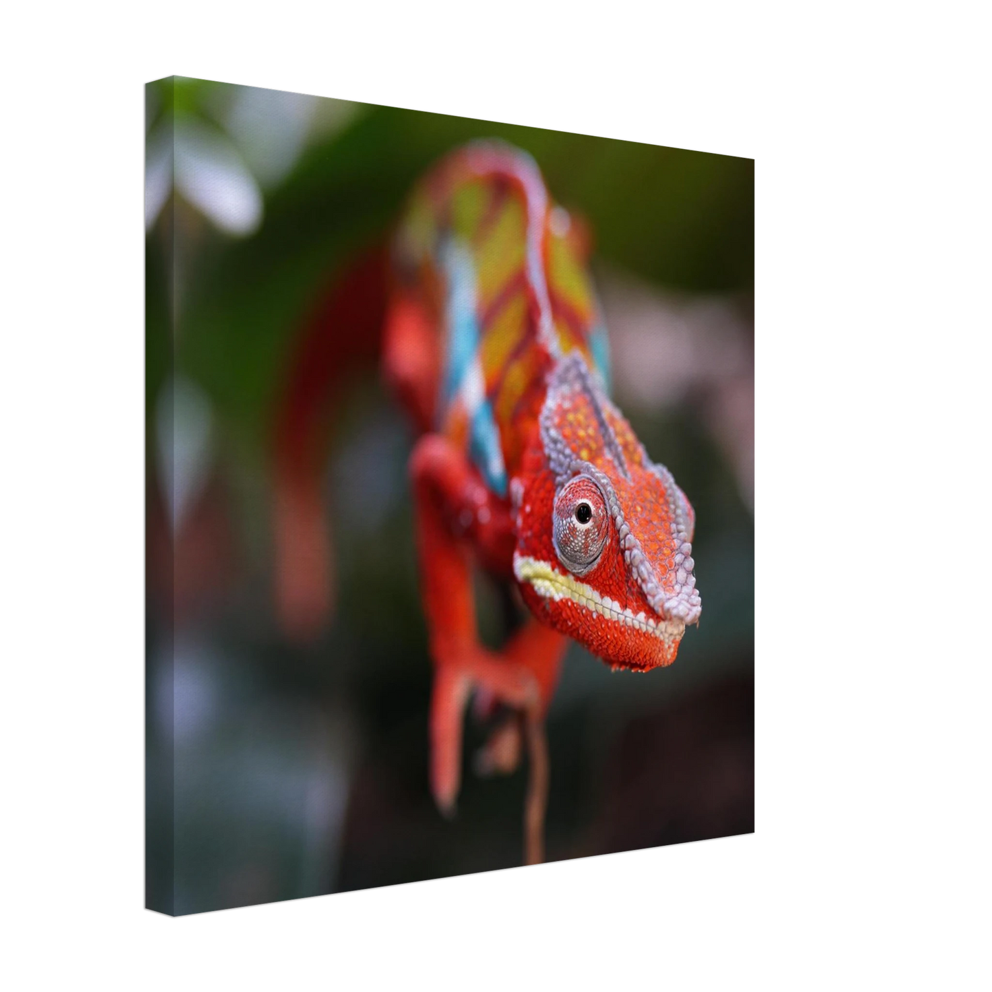 Wandbild faszinierendes chamaeleon portraet lebendige tierkunst fuer ihr zuhause in ihrer wunschgroesse