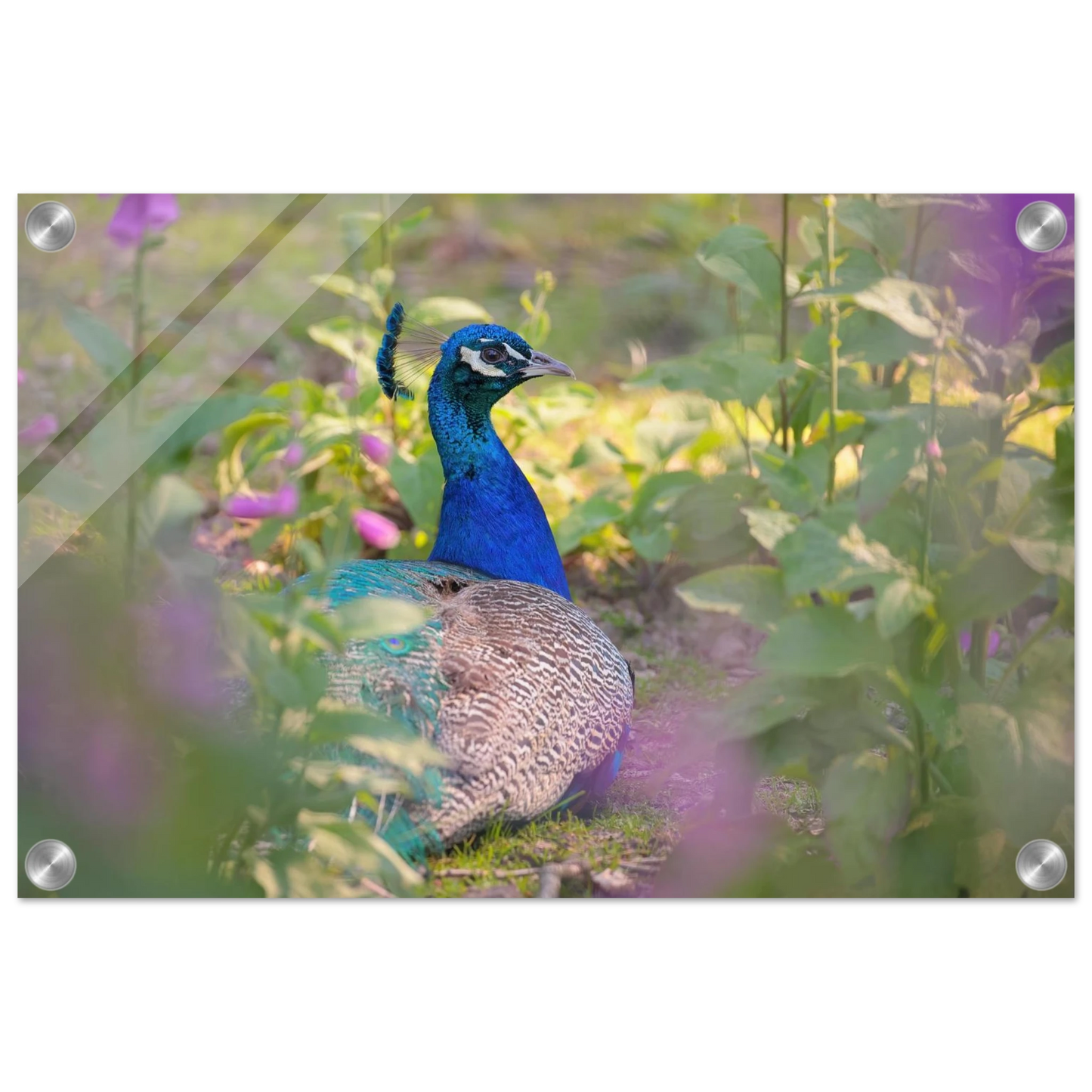 Wandbild majestaetischer pfau lebendige farbenpracht fuer ihre wand in vielen groessen erhaeltlich