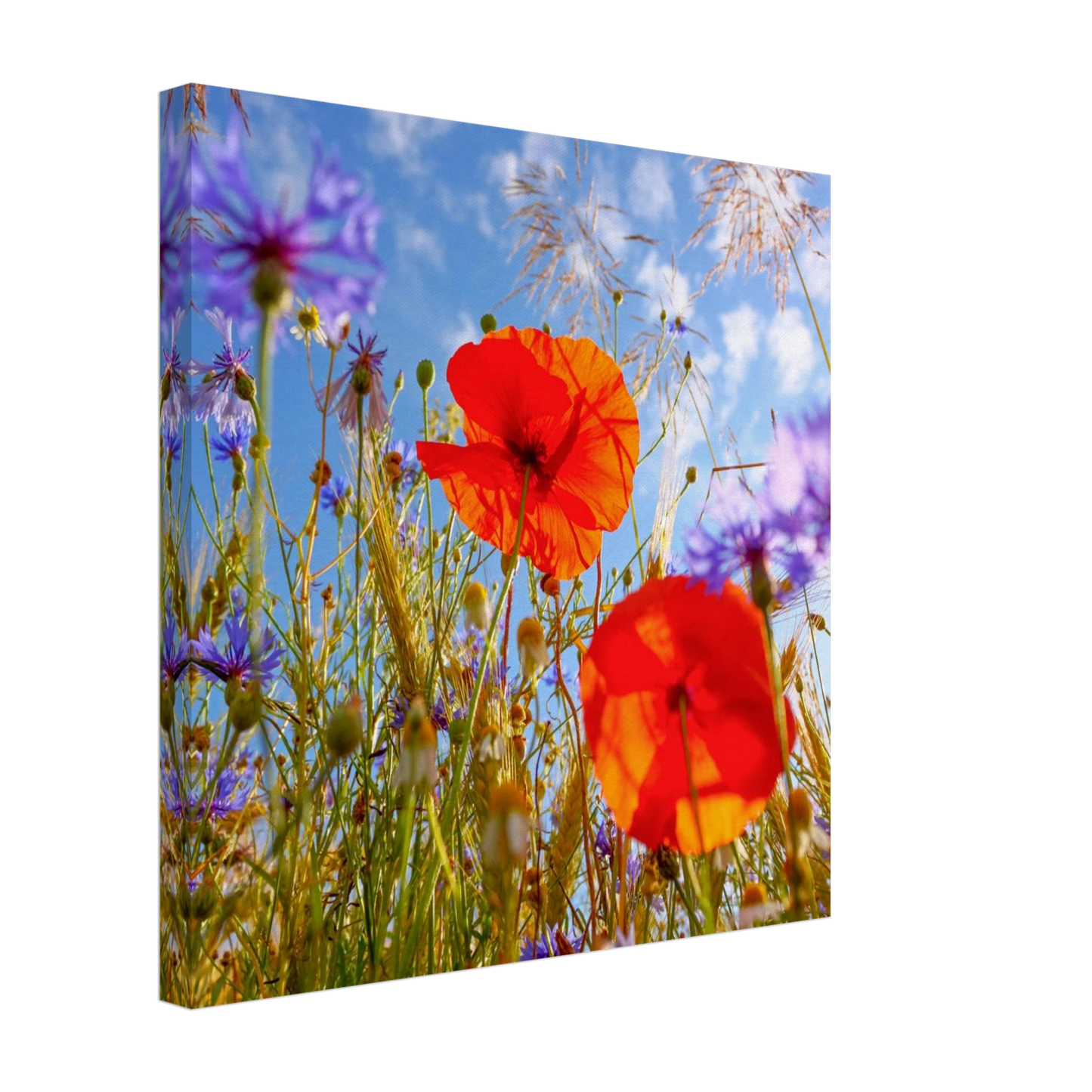 Wandbild lebendige wildblumenwiese mohnblumen kornblumen unter blauem himmel