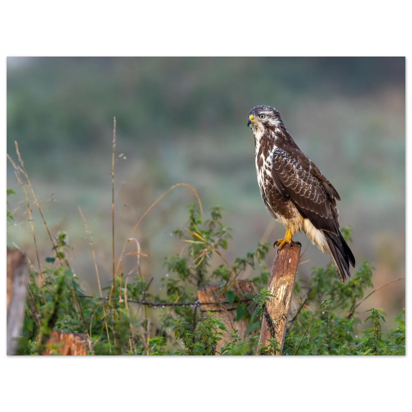 Wandbild majestaetischer bussard einblick in die wildnis auf hochglanz leinwand