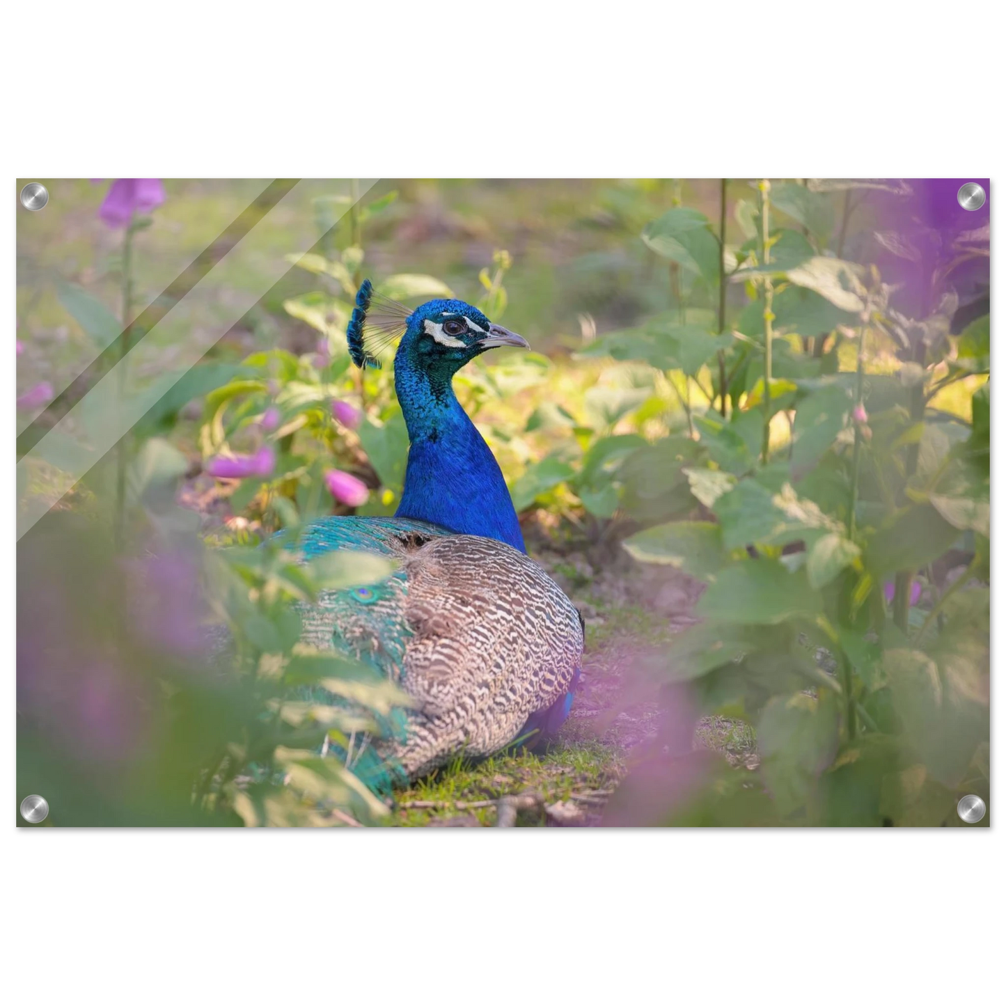 Wandbild majestaetischer pfau lebendige farbenpracht fuer ihre wand in vielen groessen erhaeltlich