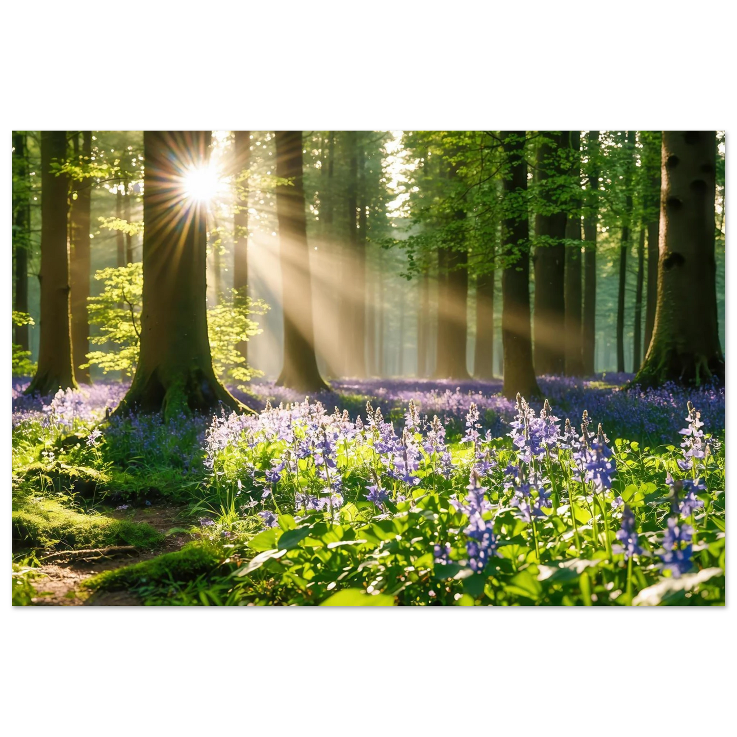 Wandbild mystischer morgenwald mit sonnenstrahlen und lila blueten in vielen groessen