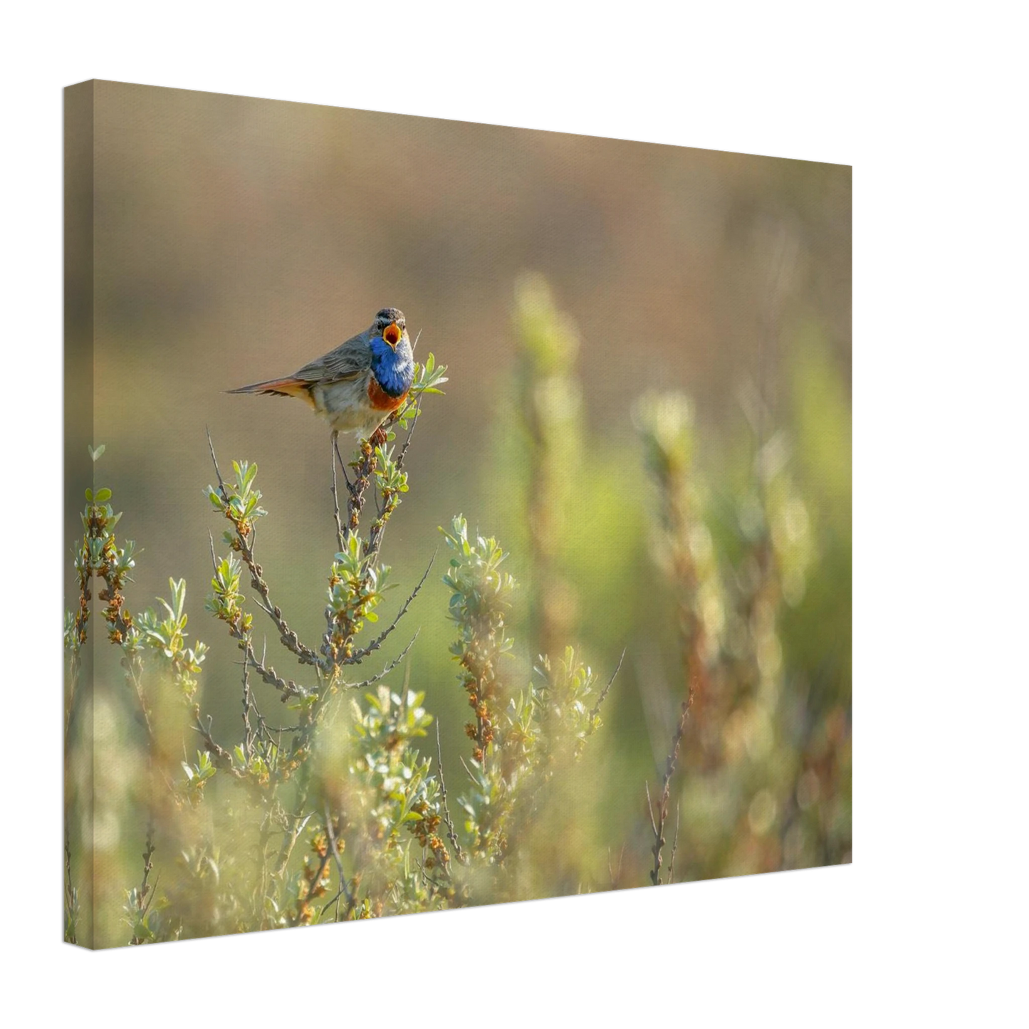 Wandbild blaukehlchen ein meisterwerk der natur auf leinwand in verschiedenen groessen erhaeltlich