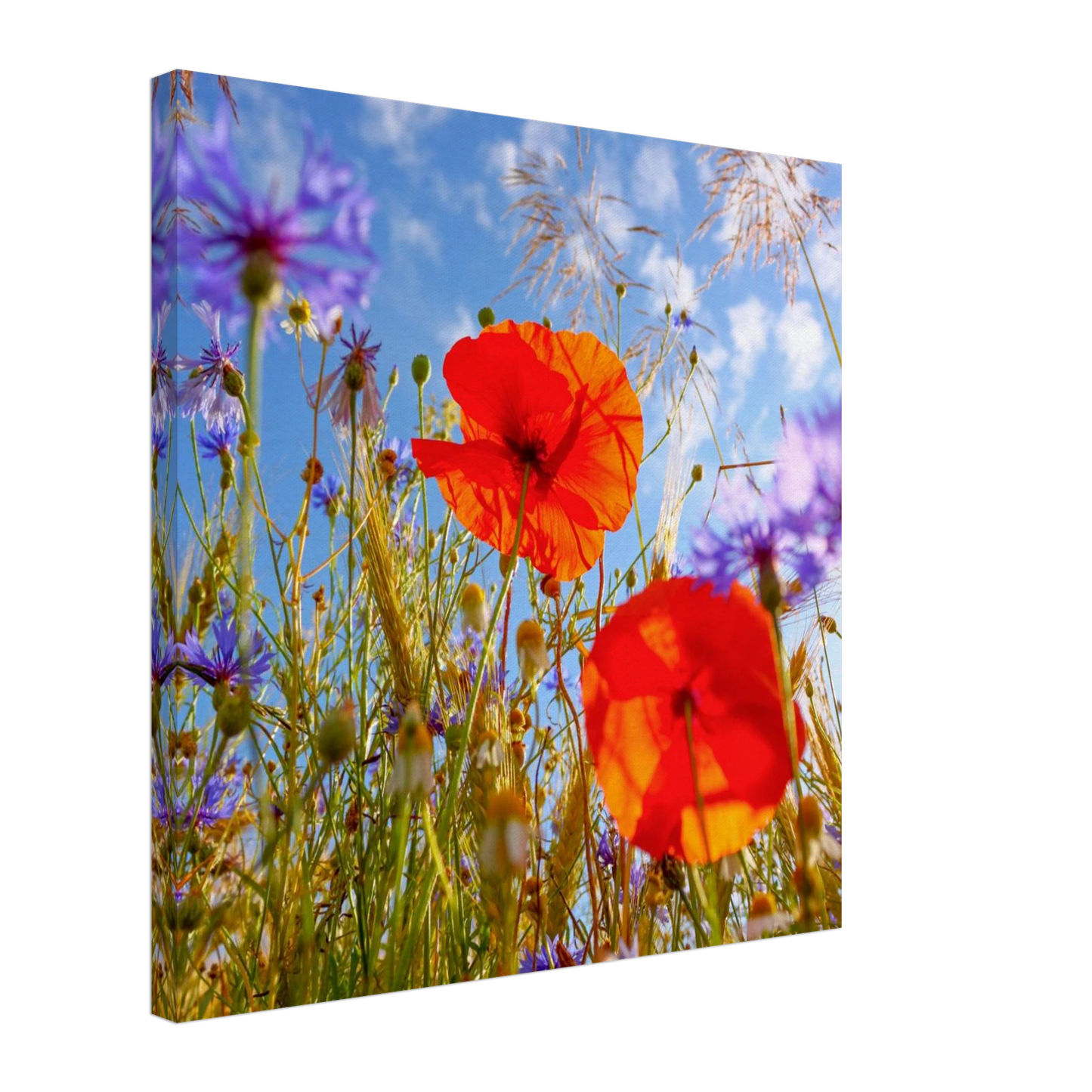 Wandbild lebendige wildblumenwiese mohnblumen kornblumen unter blauem himmel