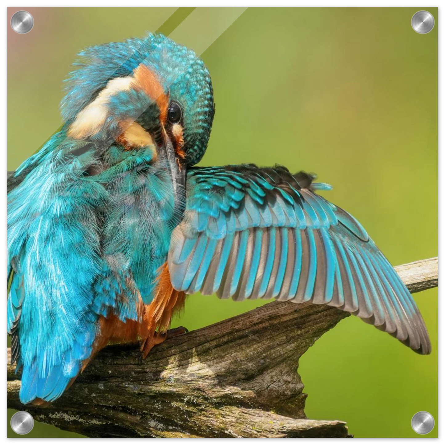 Wandbild eisvogel lebendige farbenpracht der natur auf leinwand