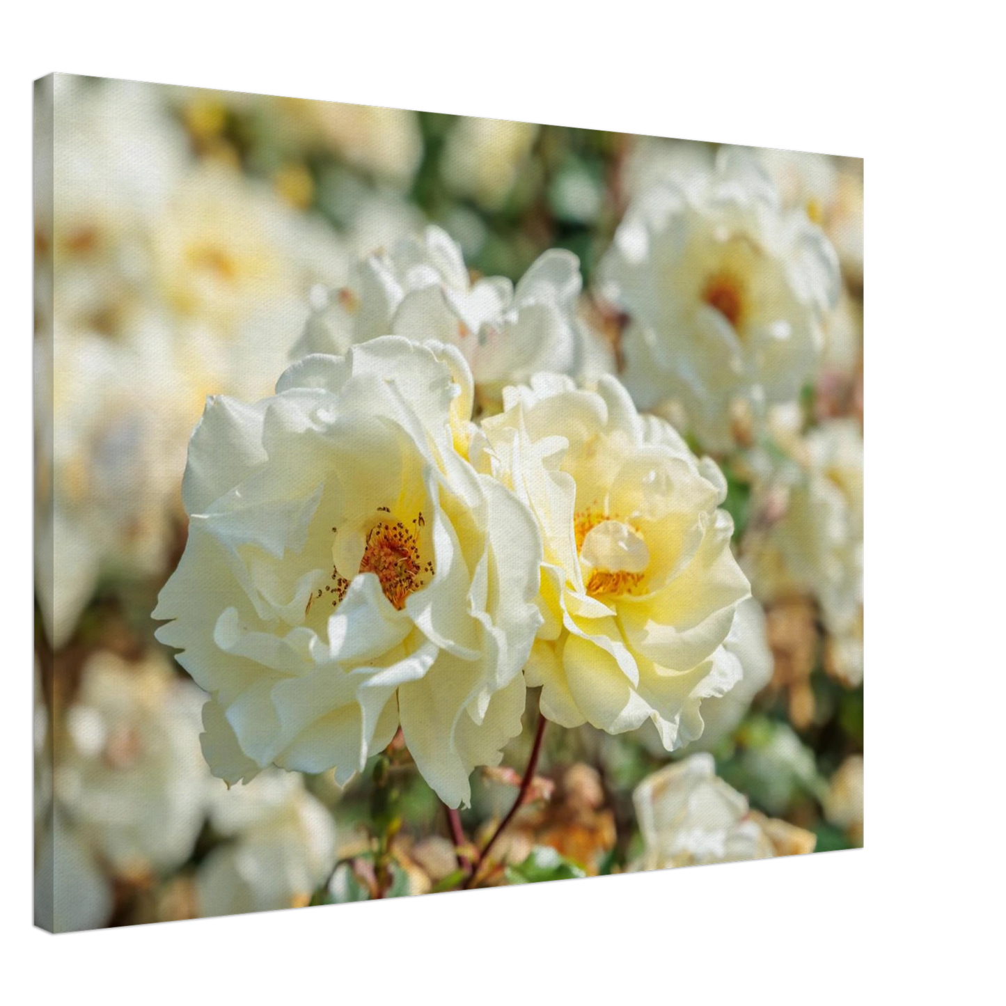 Wandbild creme weisse rosen zeitlose blumen eleganz fuer ihre wand in vielen groessen verfuegbar