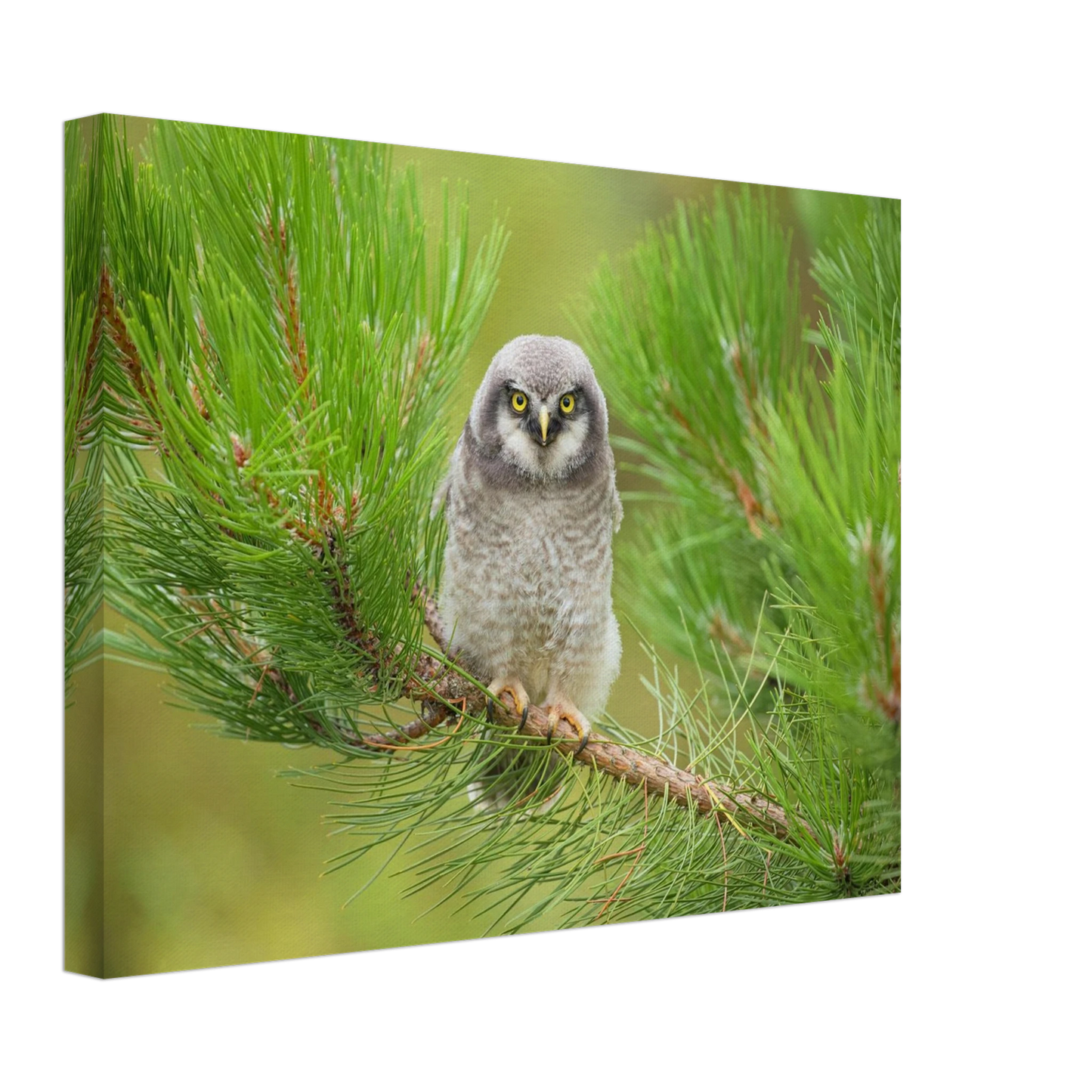 Wandbild bezaubernde eule auf kiefernzweig ruhiges naturmotiv fuer ihr zuhause