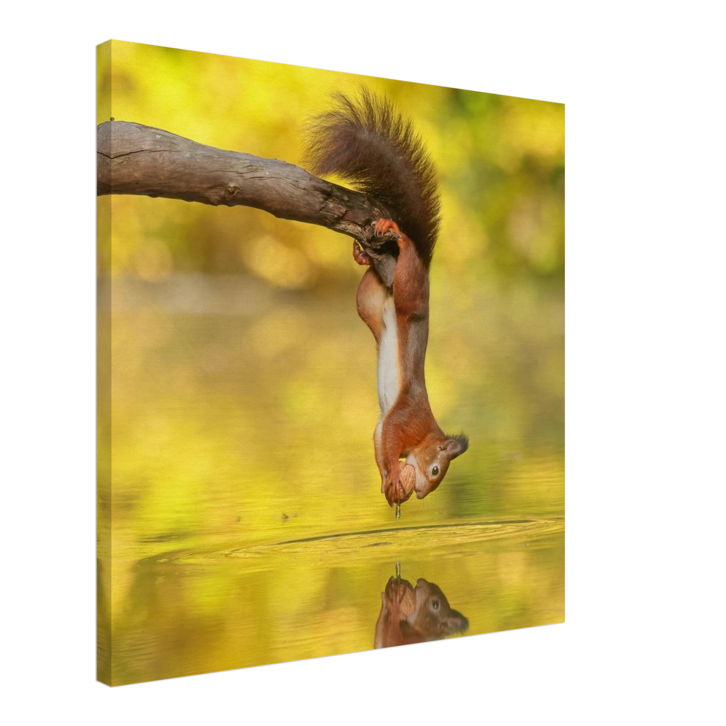 Wandbild akrobatik eichhoernchen lebendiges wildtier kunstwerk fuer ihr zuhause