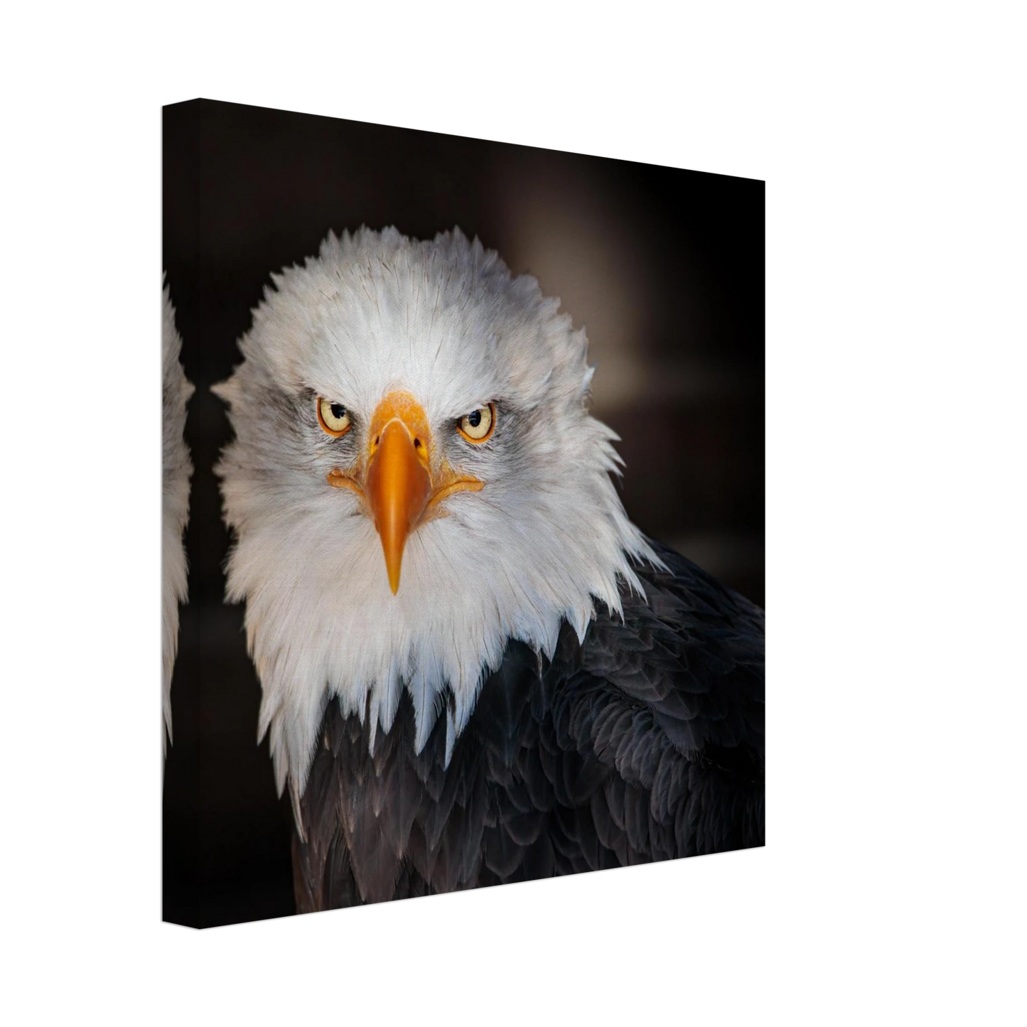 Wandbild majestaetischer adler ausdrucksstarke tierfotografie fuer ihr zuhause in vielen groessen erhaeltlich