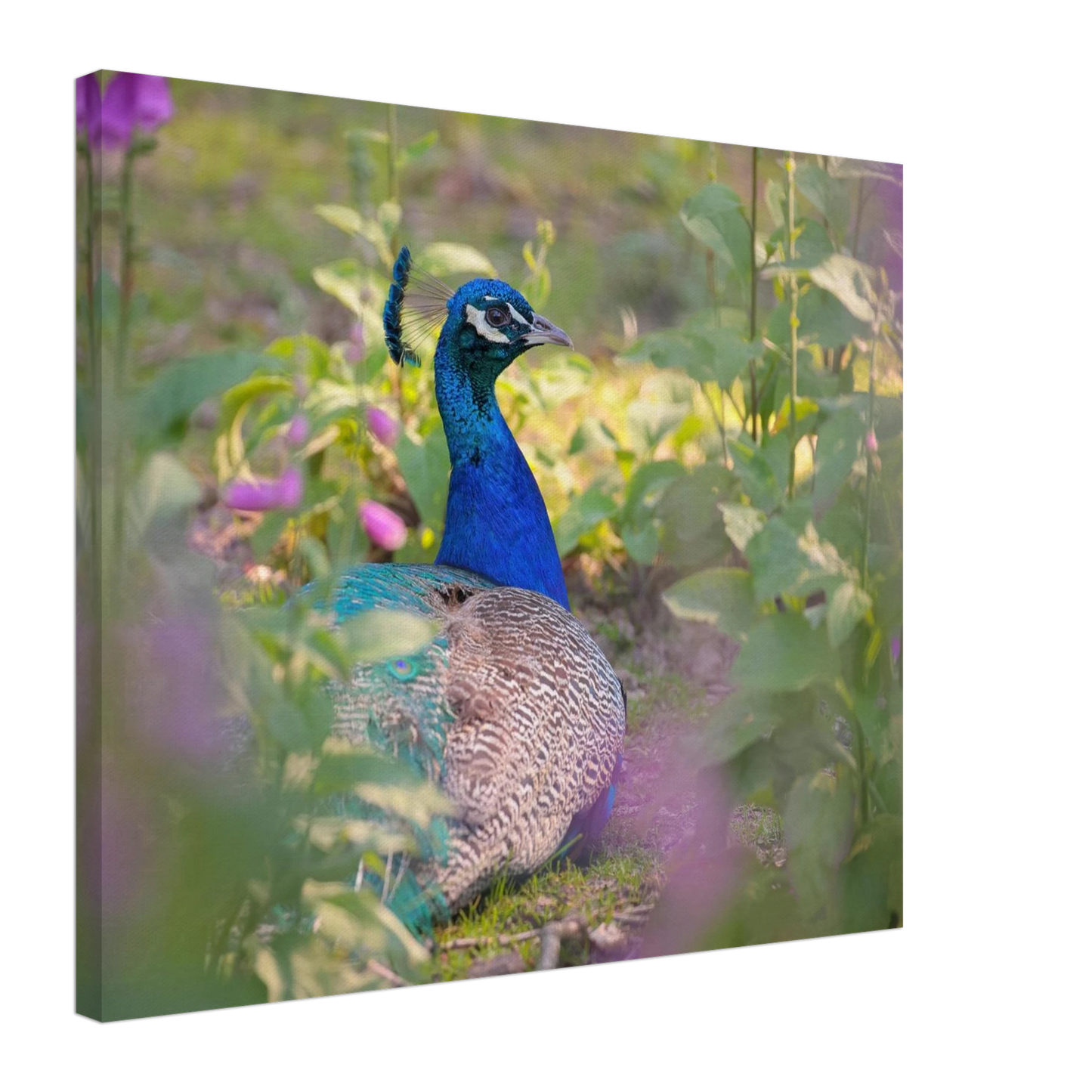 Wandbild majestaetischer pfau lebendige farbenpracht fuer ihre wand in vielen groessen erhaeltlich