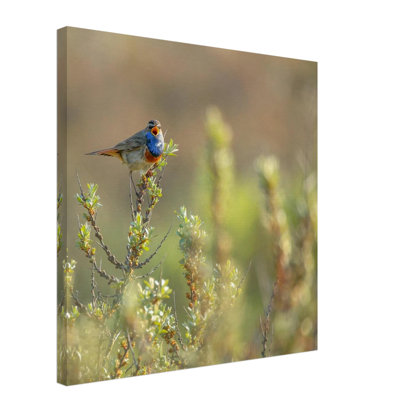 Wandbild blaukehlchen ein meisterwerk der natur auf leinwand in verschiedenen groessen erhaeltlich